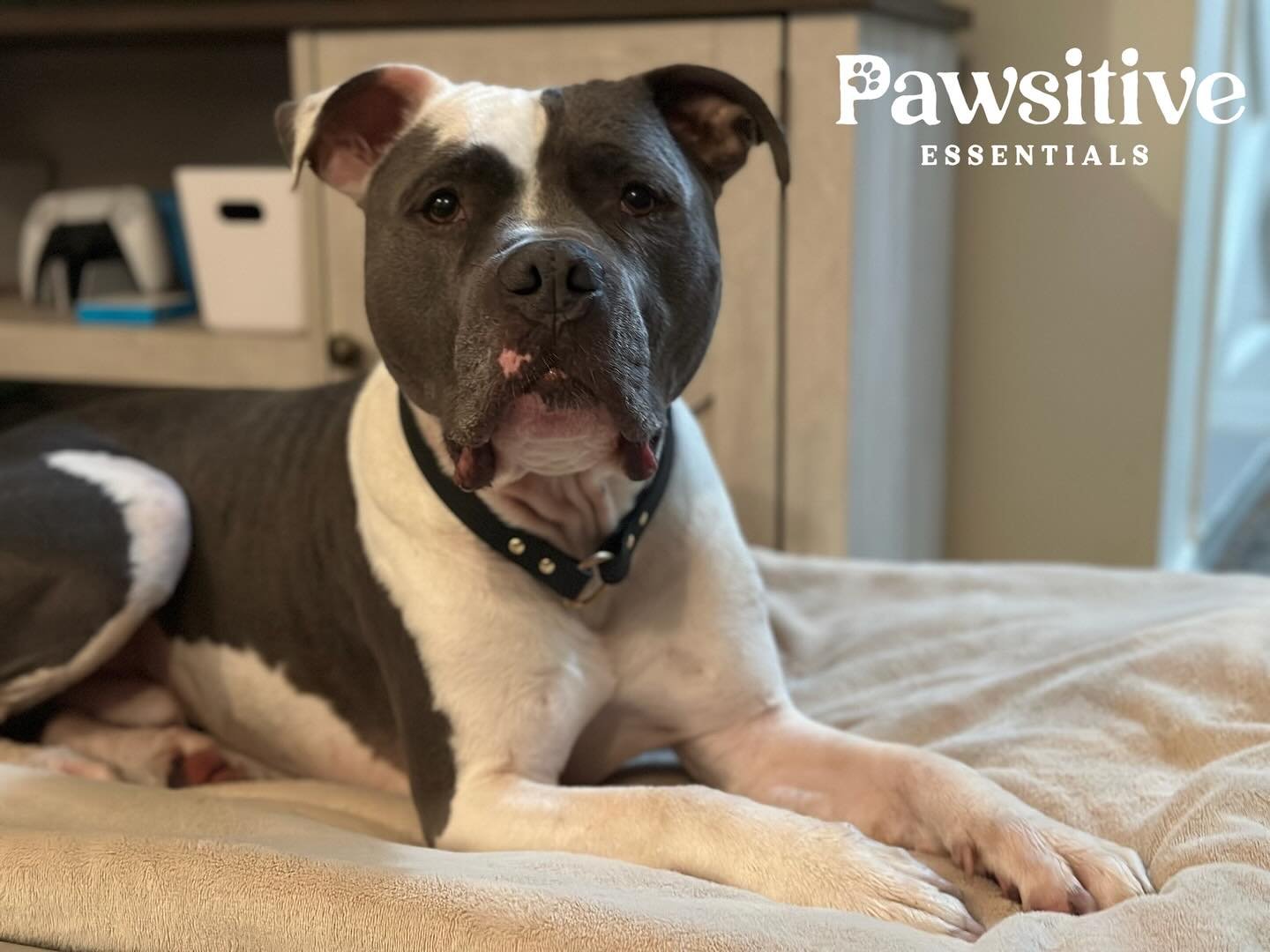 Perfect for lounging around the house, this biothane and brass collar is sleek and refined. Biothane is waterproof and dirt and odor resistant, making it easy to keep clean.

#pawsitiveessentials #essentials #losangeles #dogessentials #dogs #dogstagr