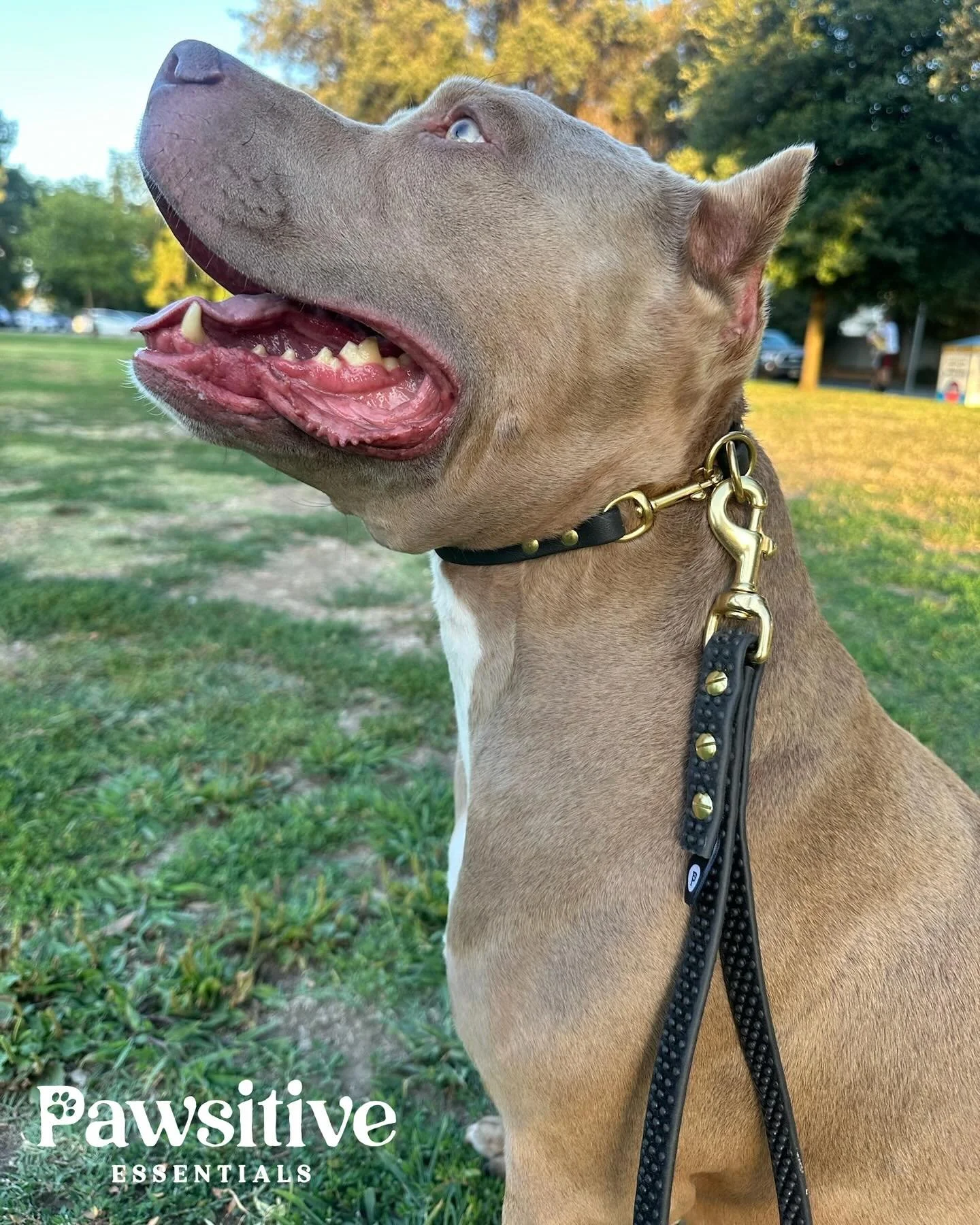 What a perfect combination; our dominant dog collar and traffic handle. Get yours today!

#pawsitiveessentials #essentials #losangeles #dogessentials #dogs #dogstagram #doglover #adoptdontshop #doglovers #doglife #petsofinstagram #lovedogs #vip #furb