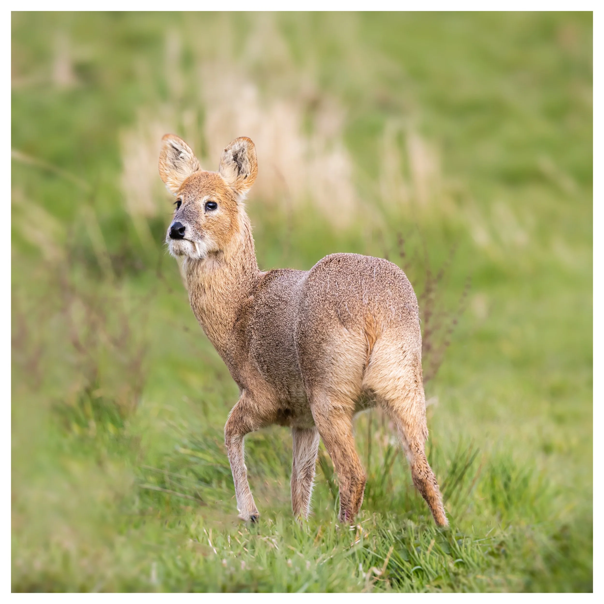 Chinese water deer