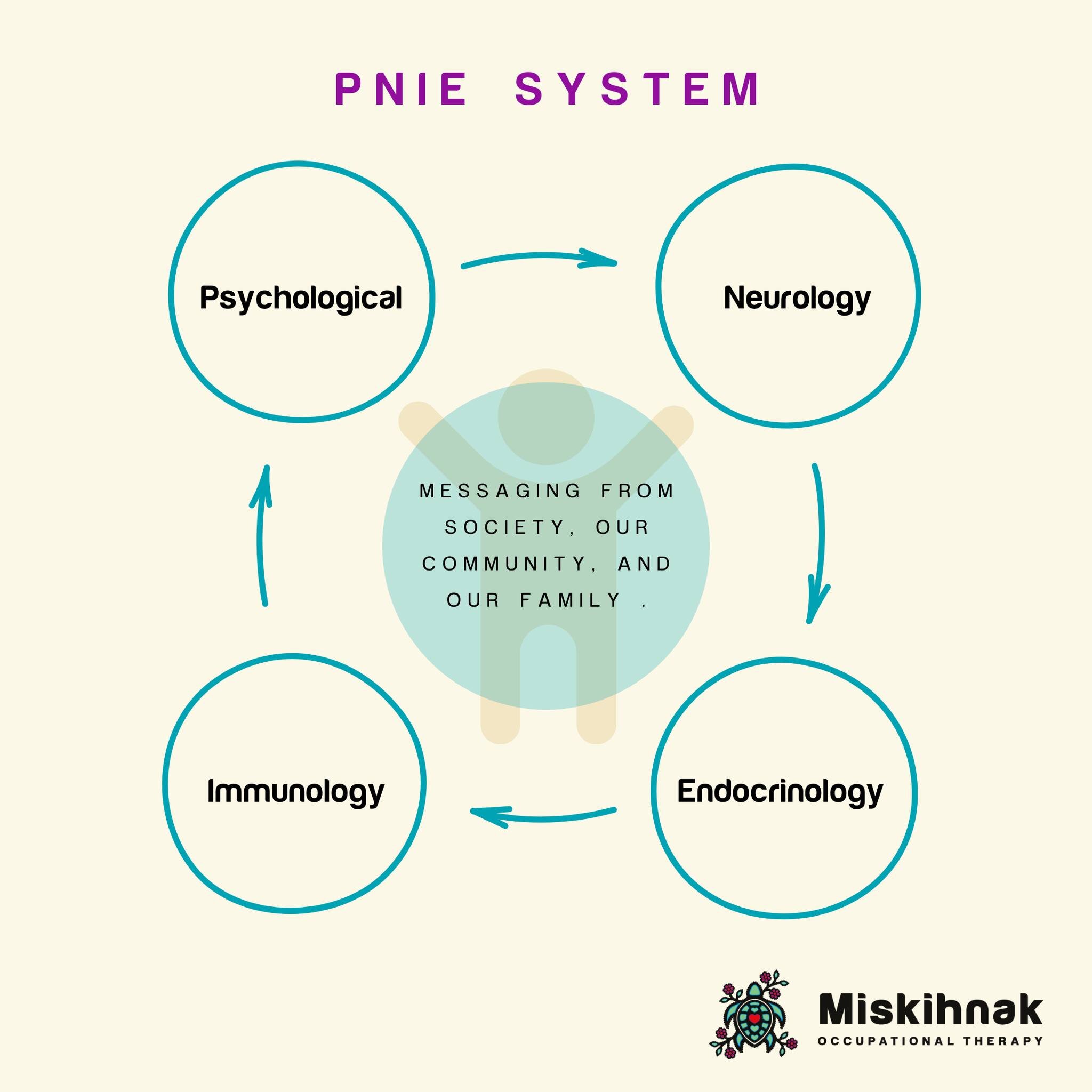 Understanding the PNIE System is an integral aspect of health and wellbeing. The PNIE system is the interplay between our psyche (mind - including thoughts and emotions), nervous system, immune system and endocrine system. How we think and how we fee