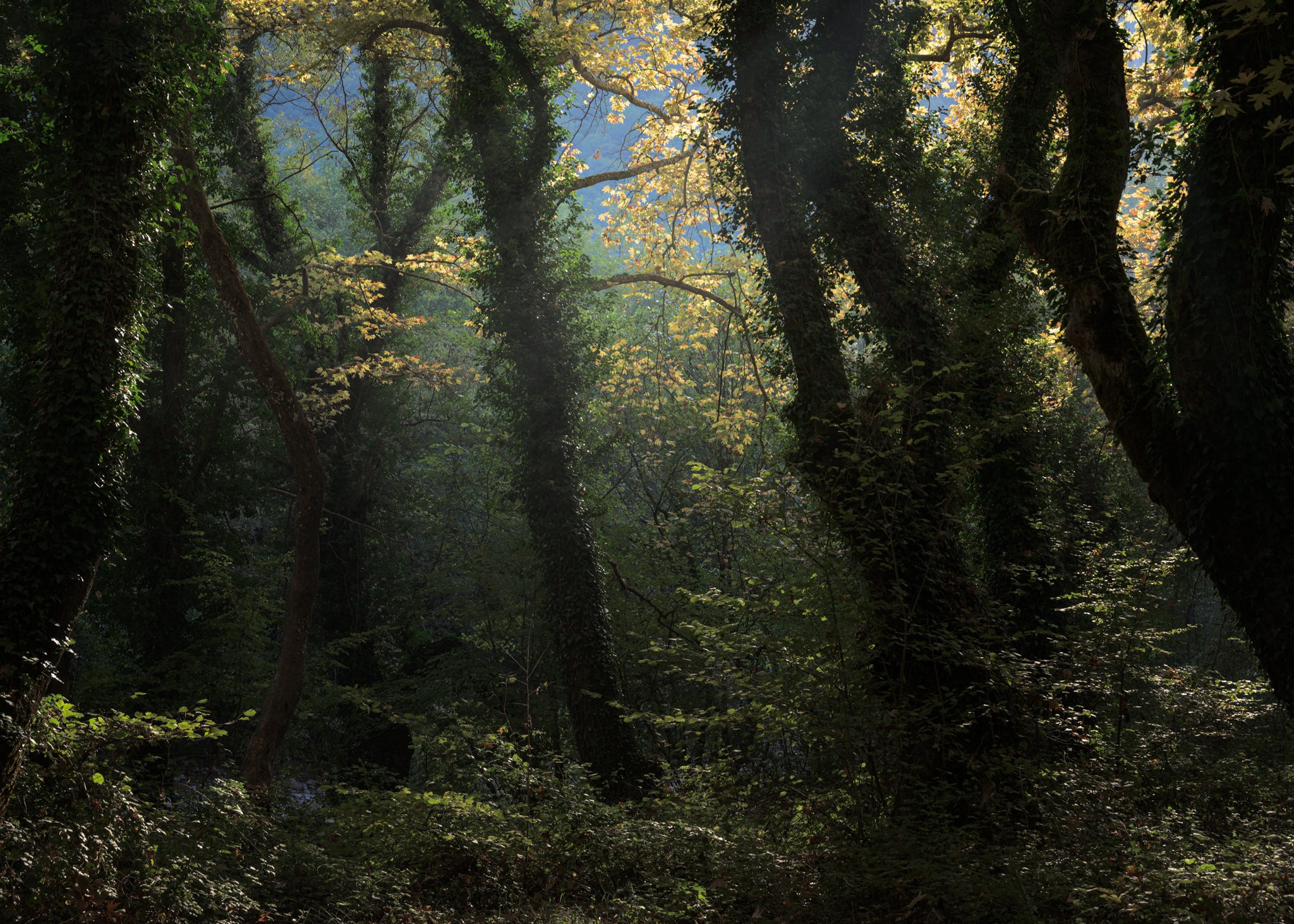 Sunlight filters through dense forest trees, highlighting golden autumn leaves against deep green ivy-covered trunks.