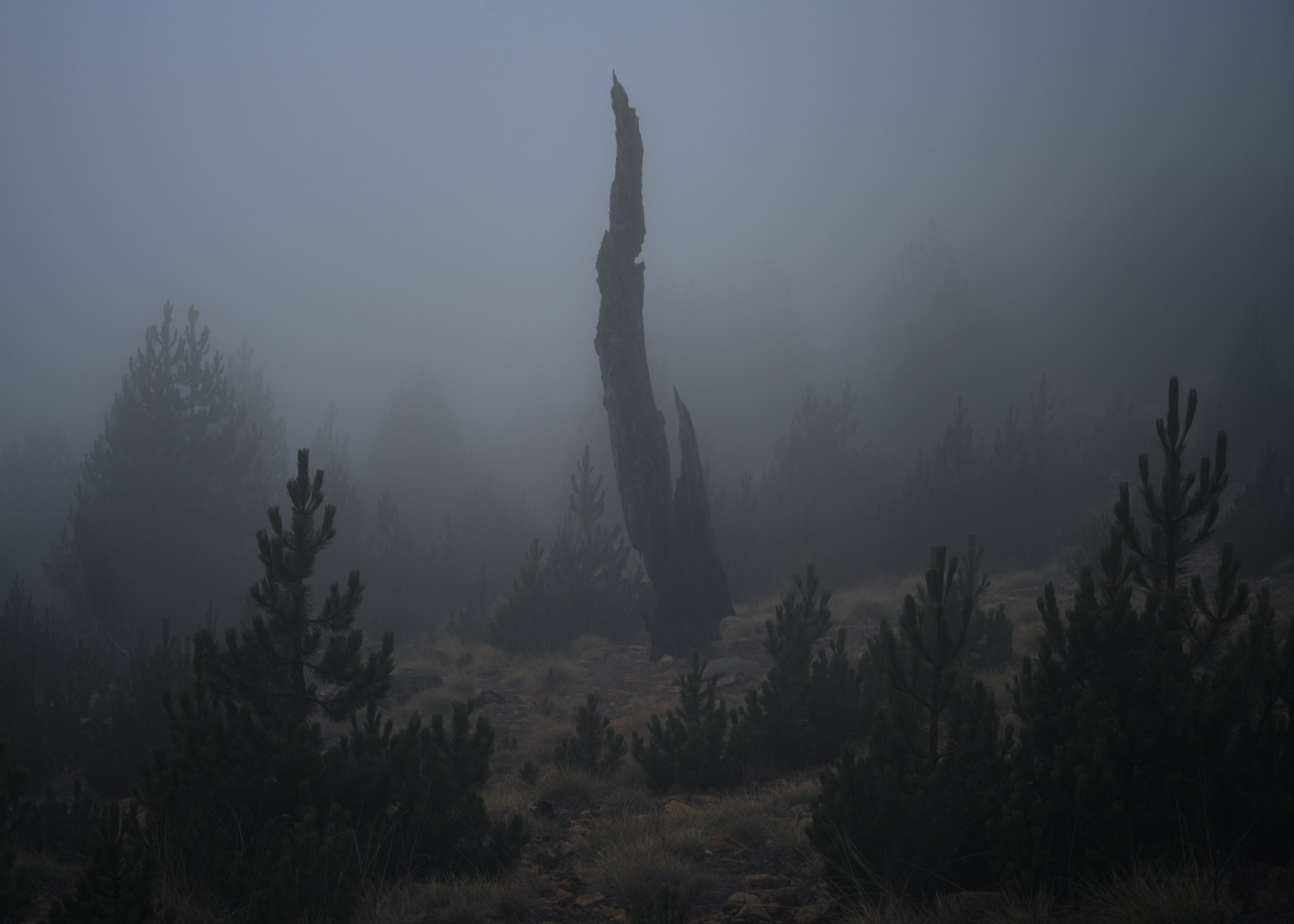 A lone, charred tree stump with jagged, claw-like edges stands against a dense fog. The surrounding landscape is filled with small, dark green pine trees, their forms fading into the mist. The eerie atmosphere and stark contrast between the blackened