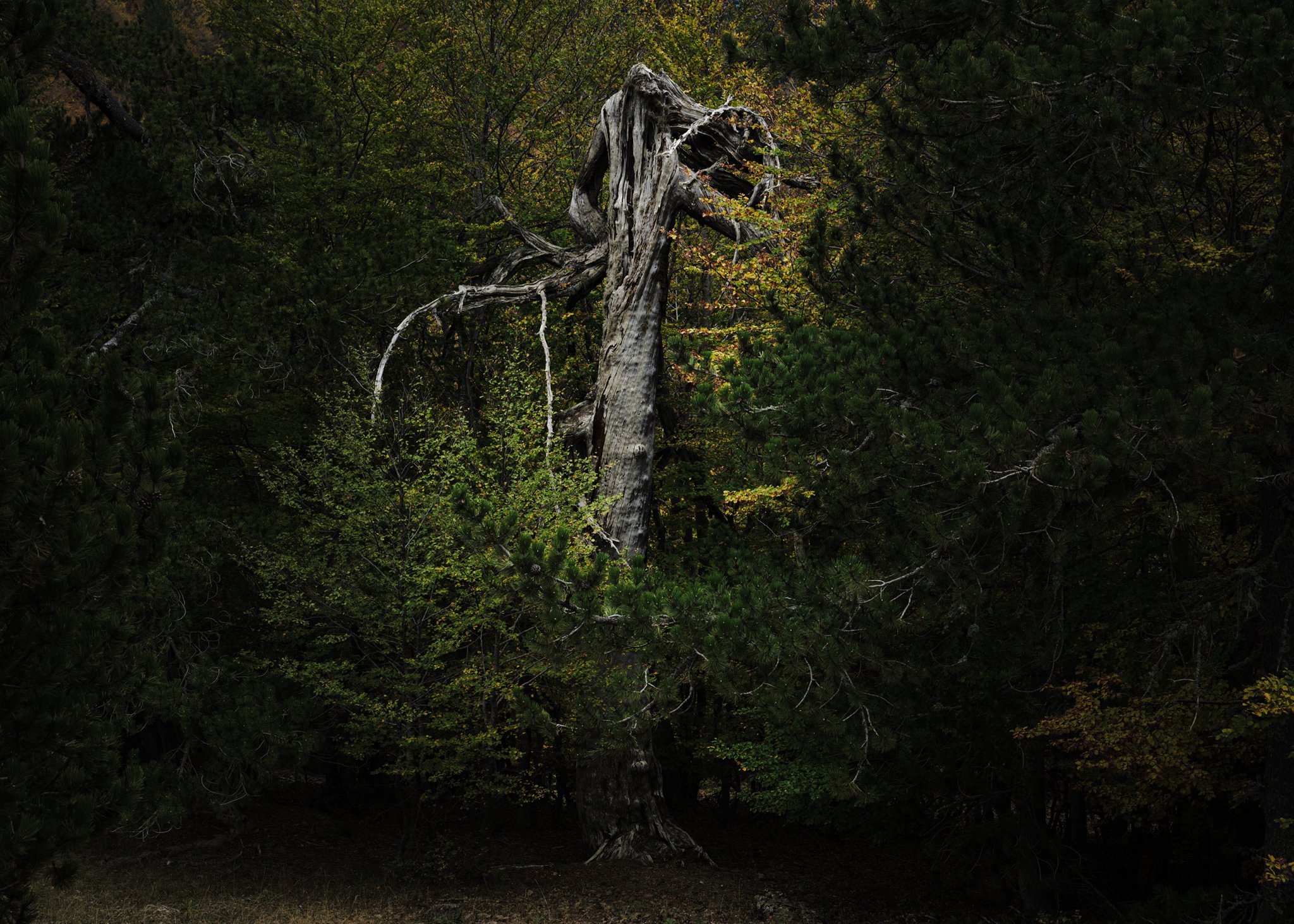 A twisted, weathered tree with bare limbs stands starkly against a dense forest backdrop, its gnarled form contrasting with vibrant green foliage.