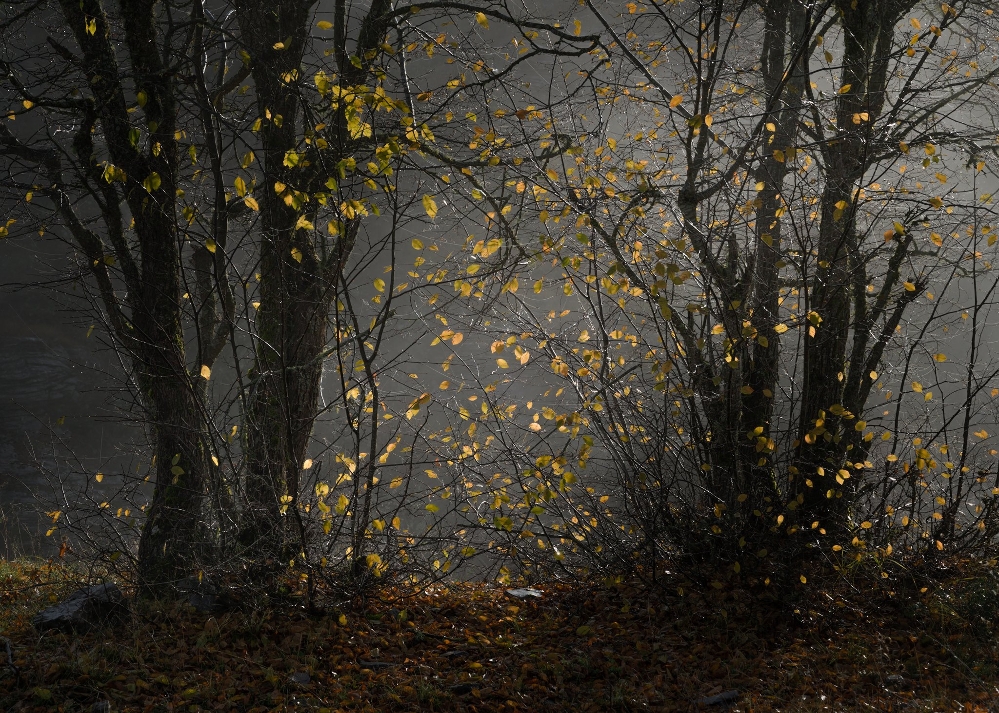 A cluster of trees with sparse golden leaves stands silhouetted against a soft misty riverbank, illuminated by diffused morning light.