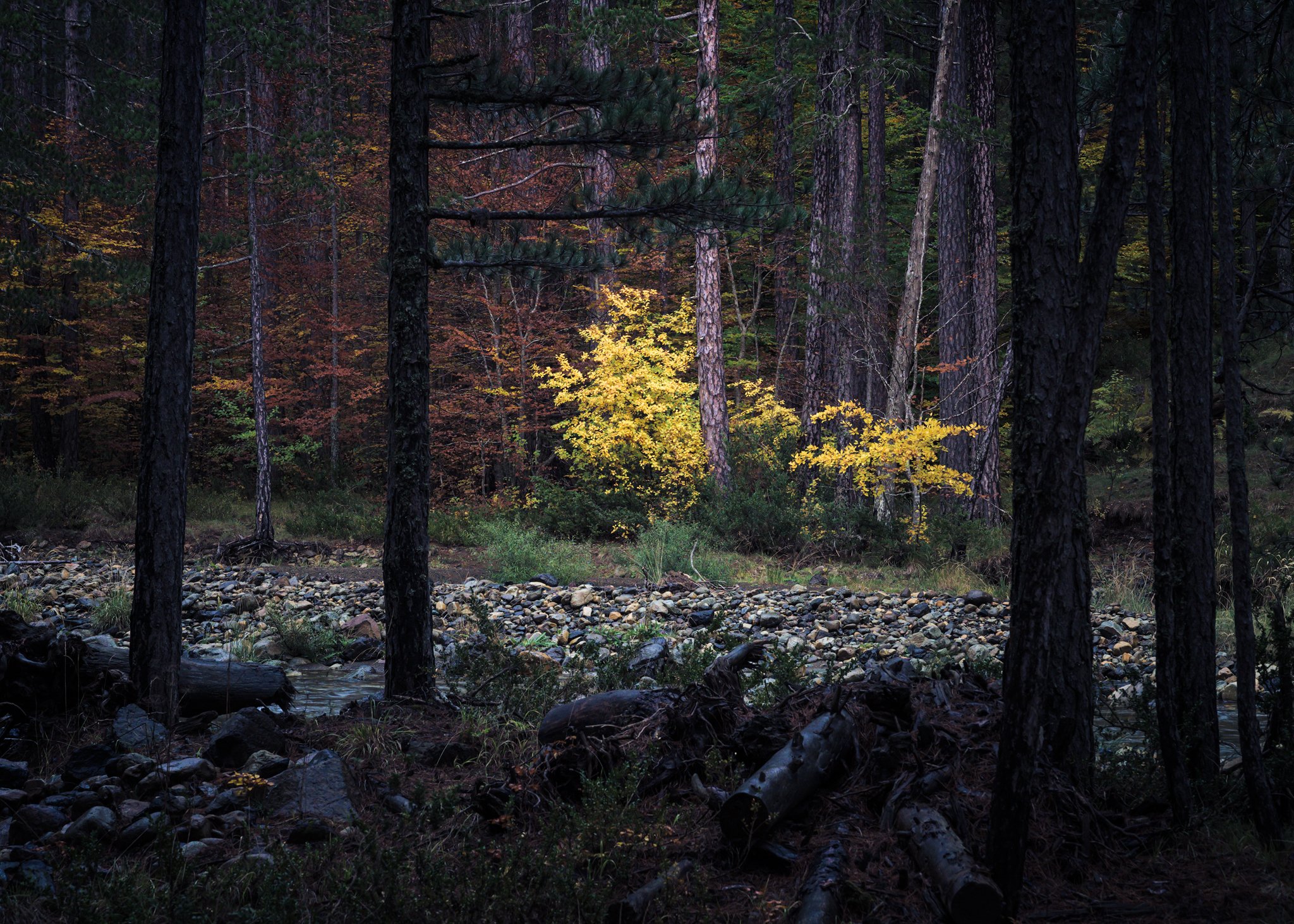 GR75390-sharpened.jpg