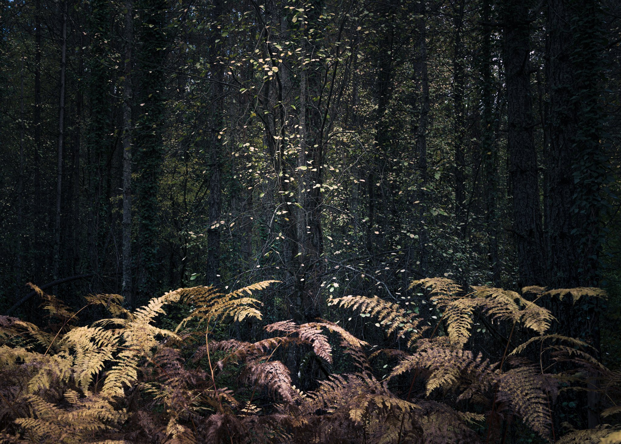 A forest scene with golden ferns in the foreground, while sunlight softly illuminates delicate leaves against the deep green of the woods beyond. The contrast between the warm and cool tones adds depth to the composition.