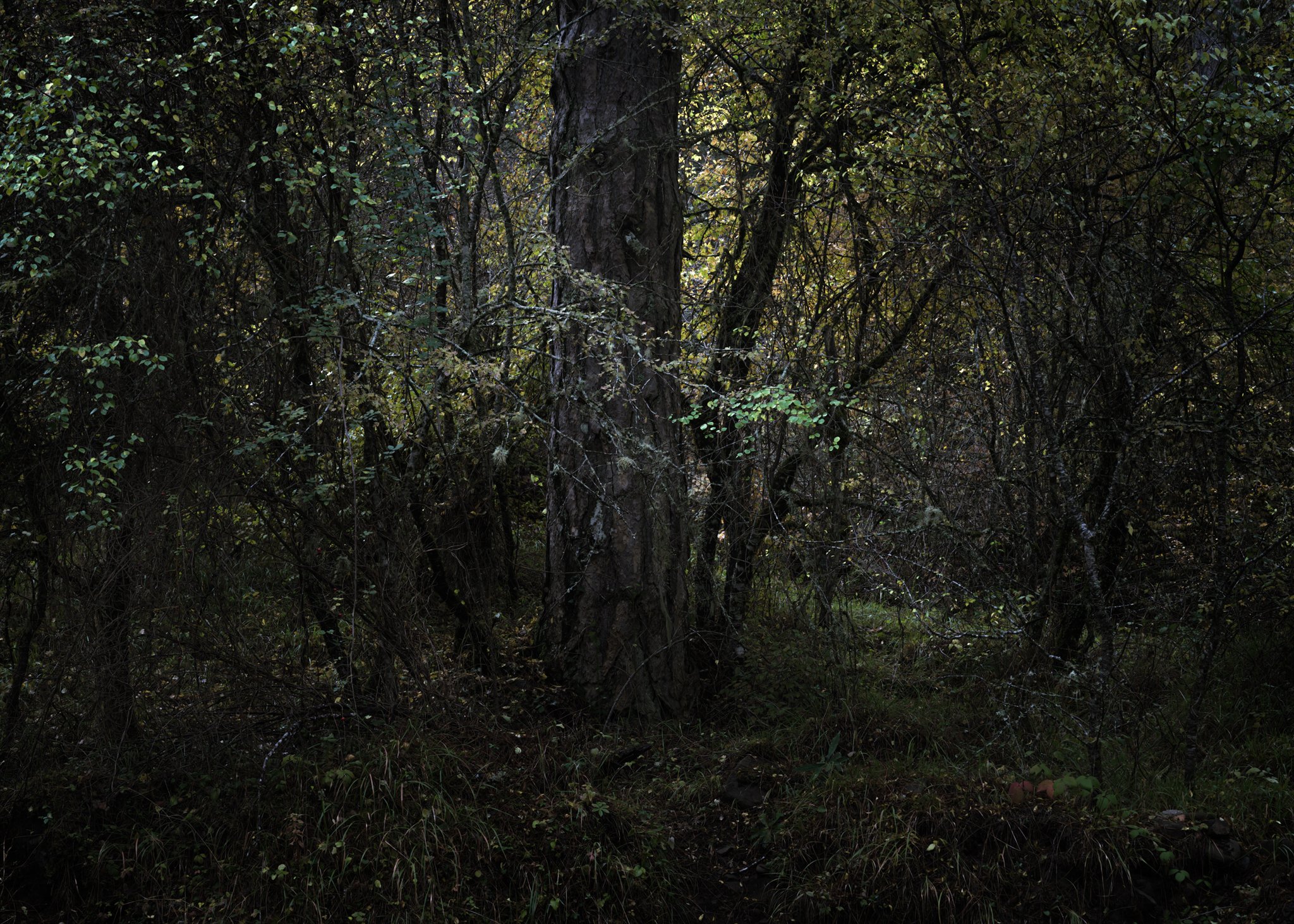 A dense woodland scene with a towering tree at its center, surrounded by tangled branches and deep green undergrowth.