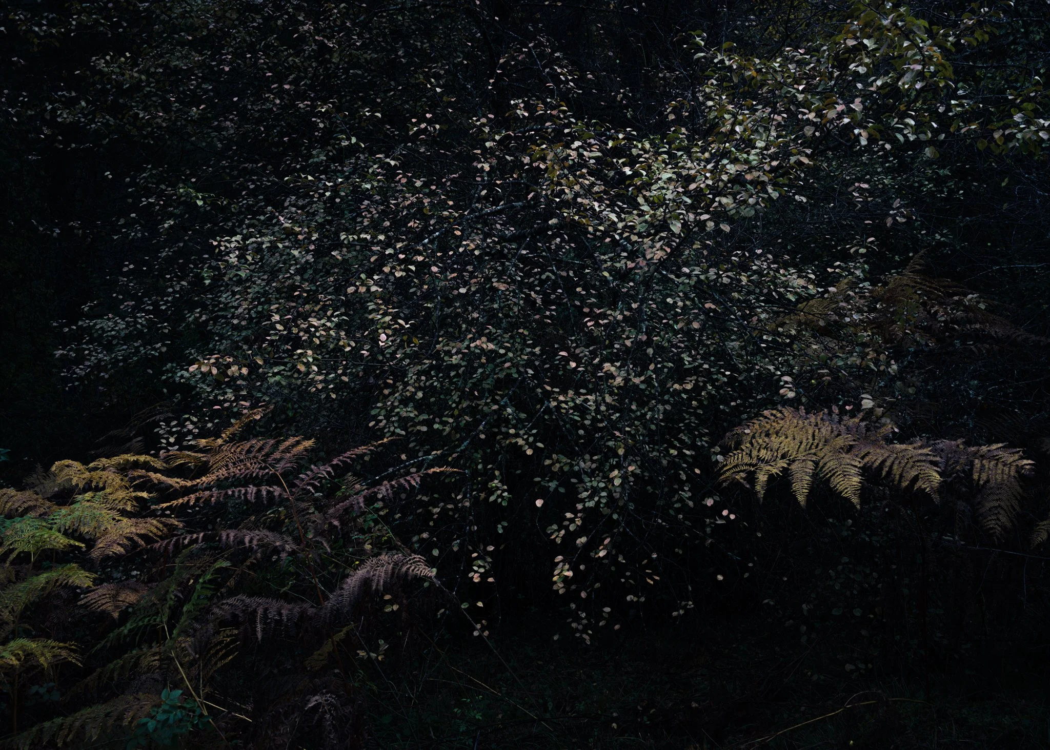 Secret Garden Series 09