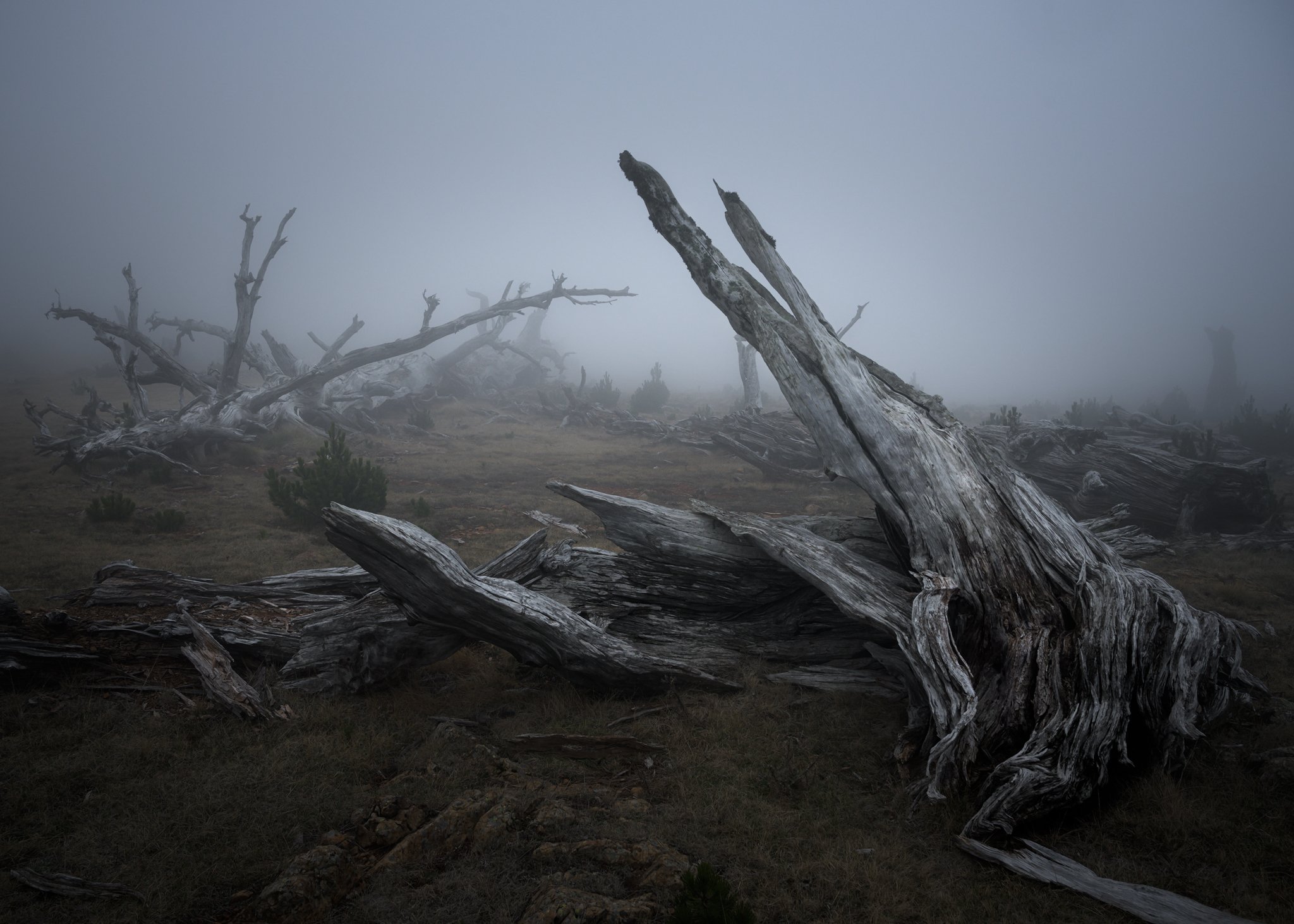 A desolate landscape filled with twisted, bleached tree trunks scattered across dry ground. A thick fog blankets the scene, adding an eerie, ghostly atmosphere.