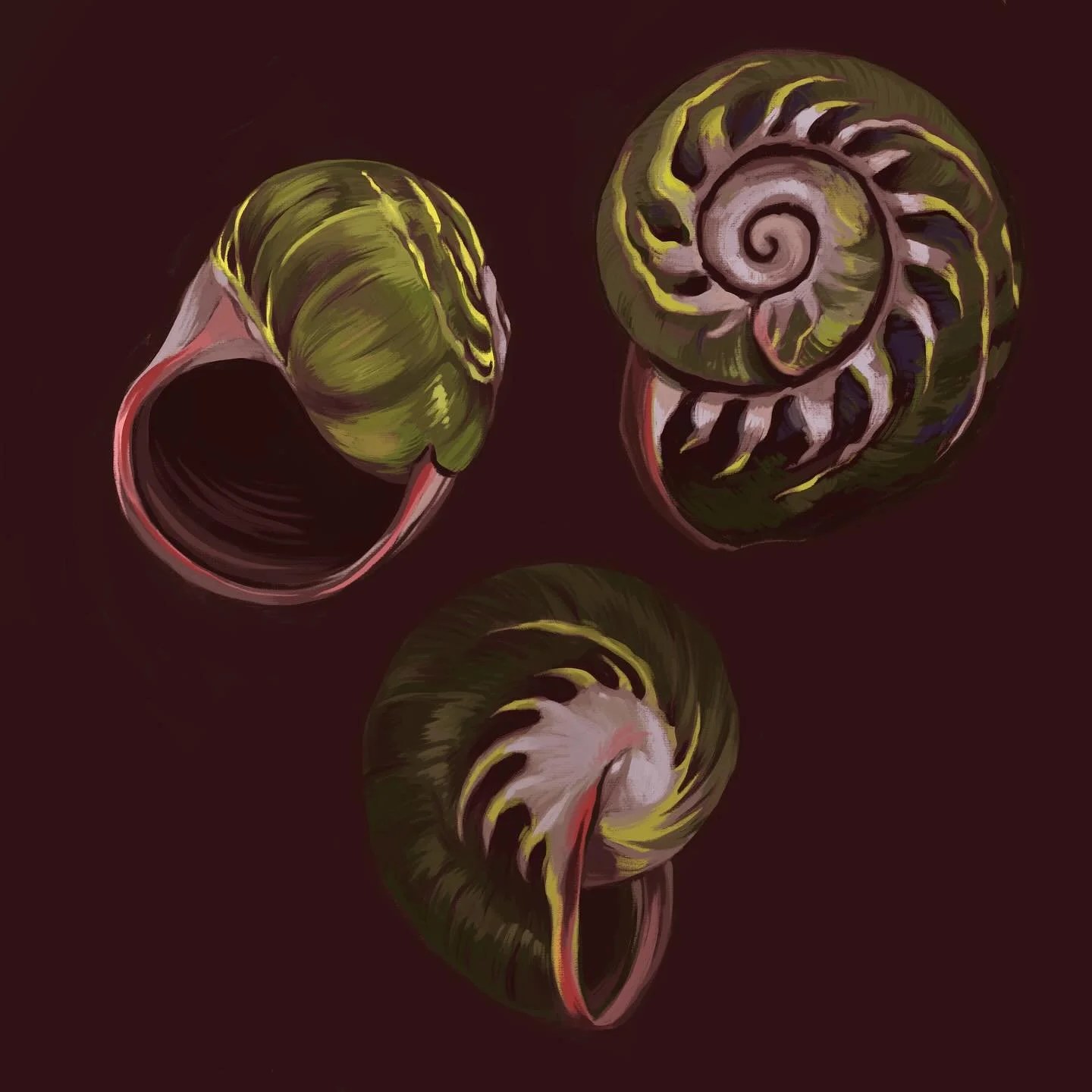 Little shell studies 🌀

#stilllife #paintstudy #digitaldrawing #etherealnature #magicnature #natureillustration