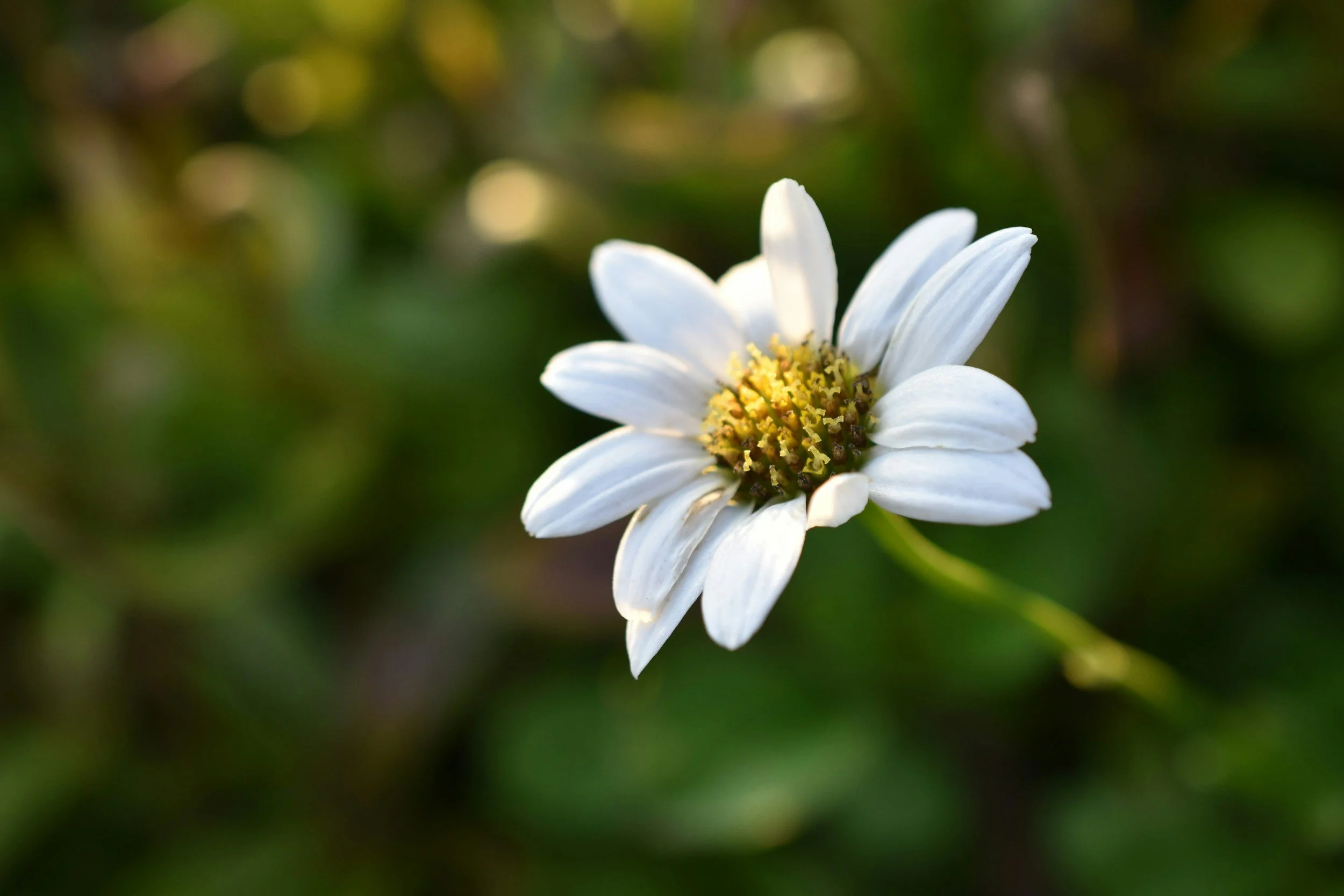 Appreciating Goodness & Beauty in Our World