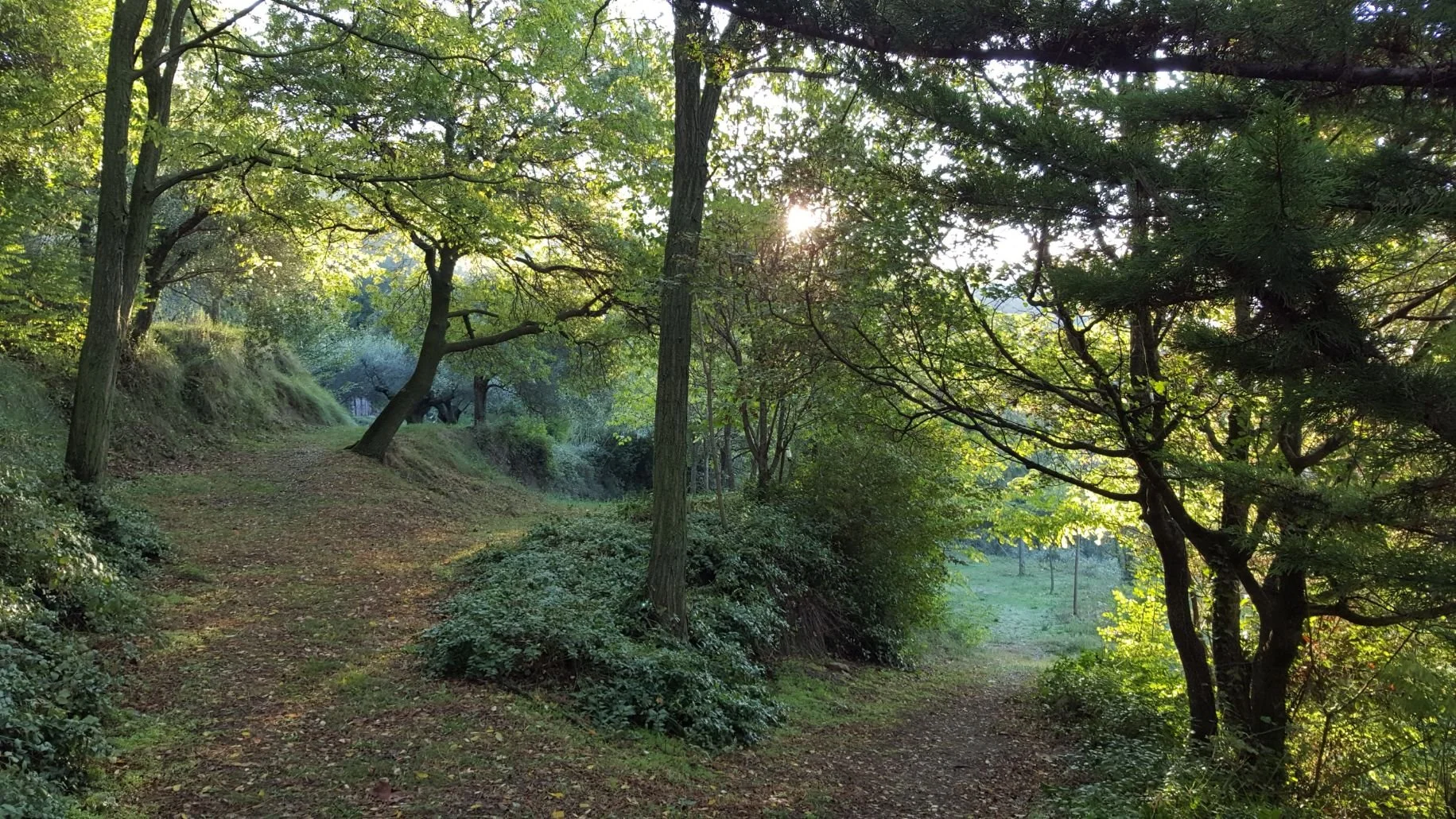 Upper Terrace Forest Trail.jpeg