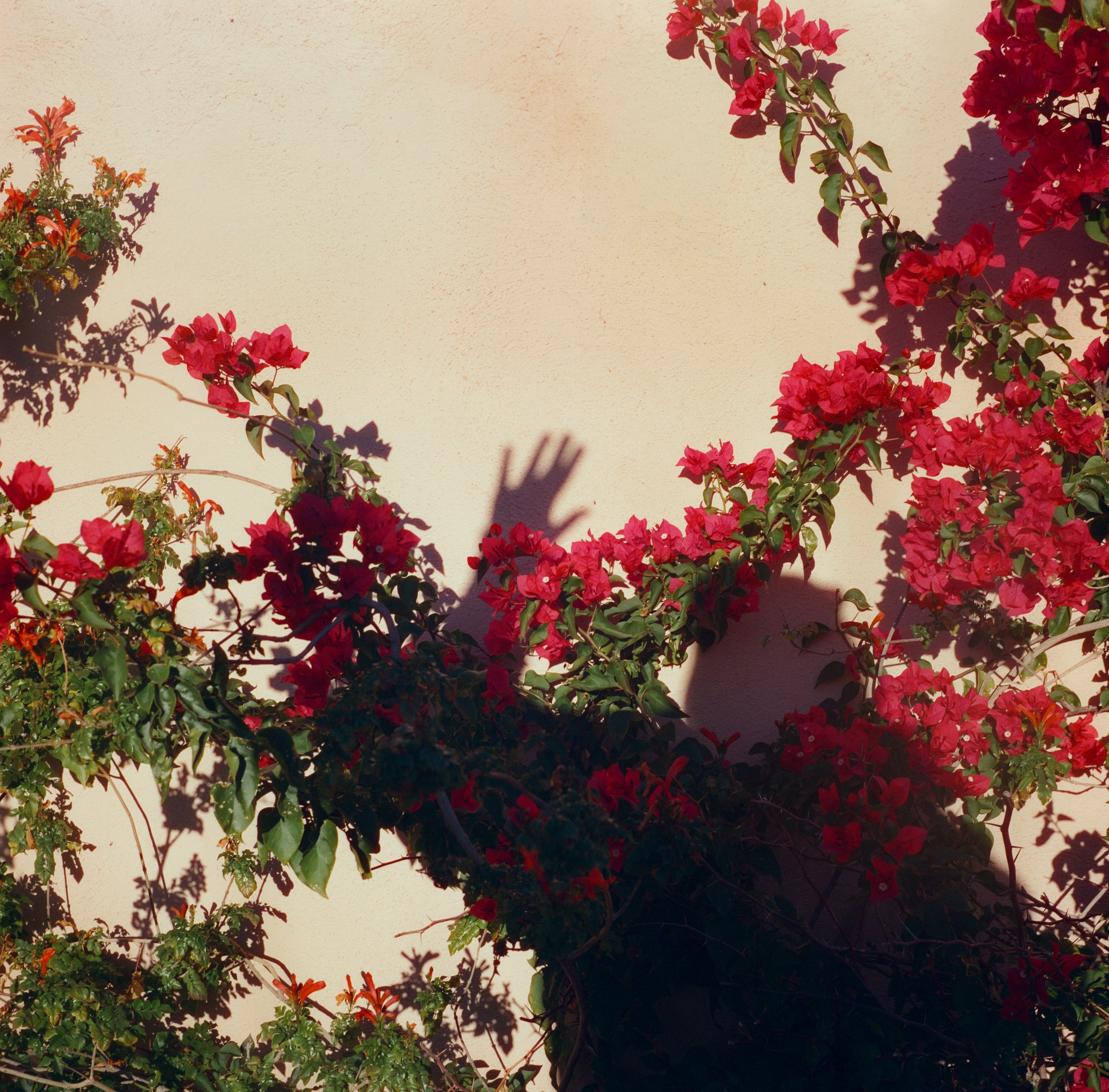 Sunlit wall with colorful bougainvillea and other flowering plants casting shadows.
