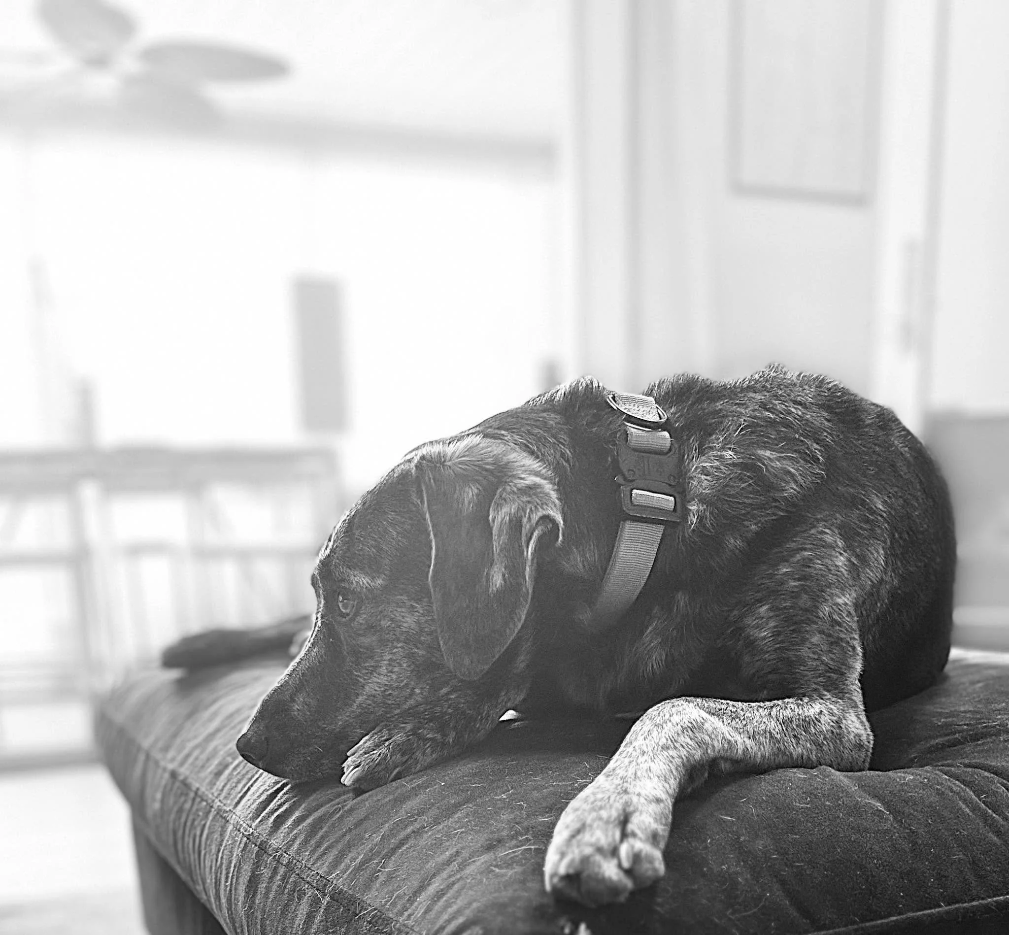 Black &amp; white photography | Hazel

Collections &amp; Portfolio at LisaStrusowskiStudio.com

#lisastrusowskistudio #photography #petphotography