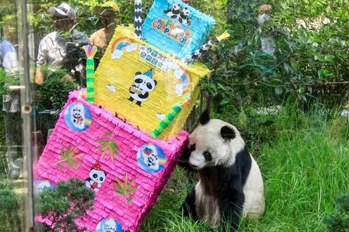 Honra Sedema larga vida de Shuan Shuan, la panda gigante más longeva de México