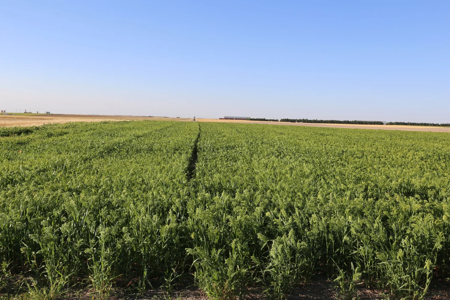 Selecting the Best Proso Millet Variety for Your Operation — Dryland