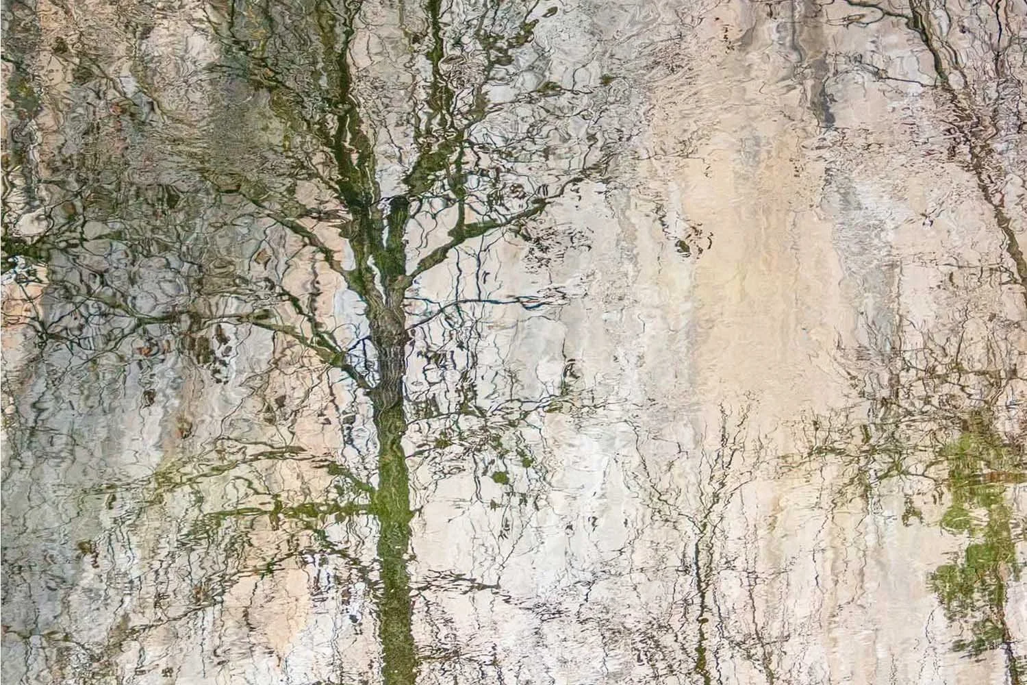 Rooted In Nature, Held by the Earth