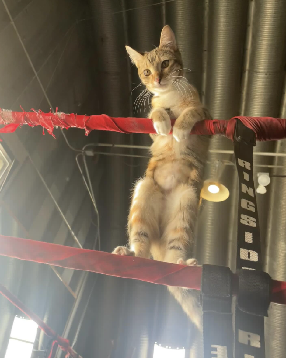 Boxing in Boulder, Colorado