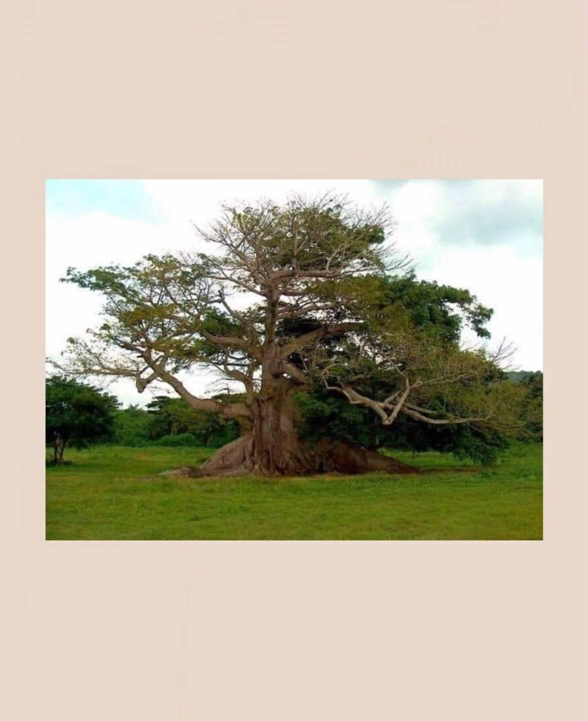 Ceiba | Originally posted: 2/7/20