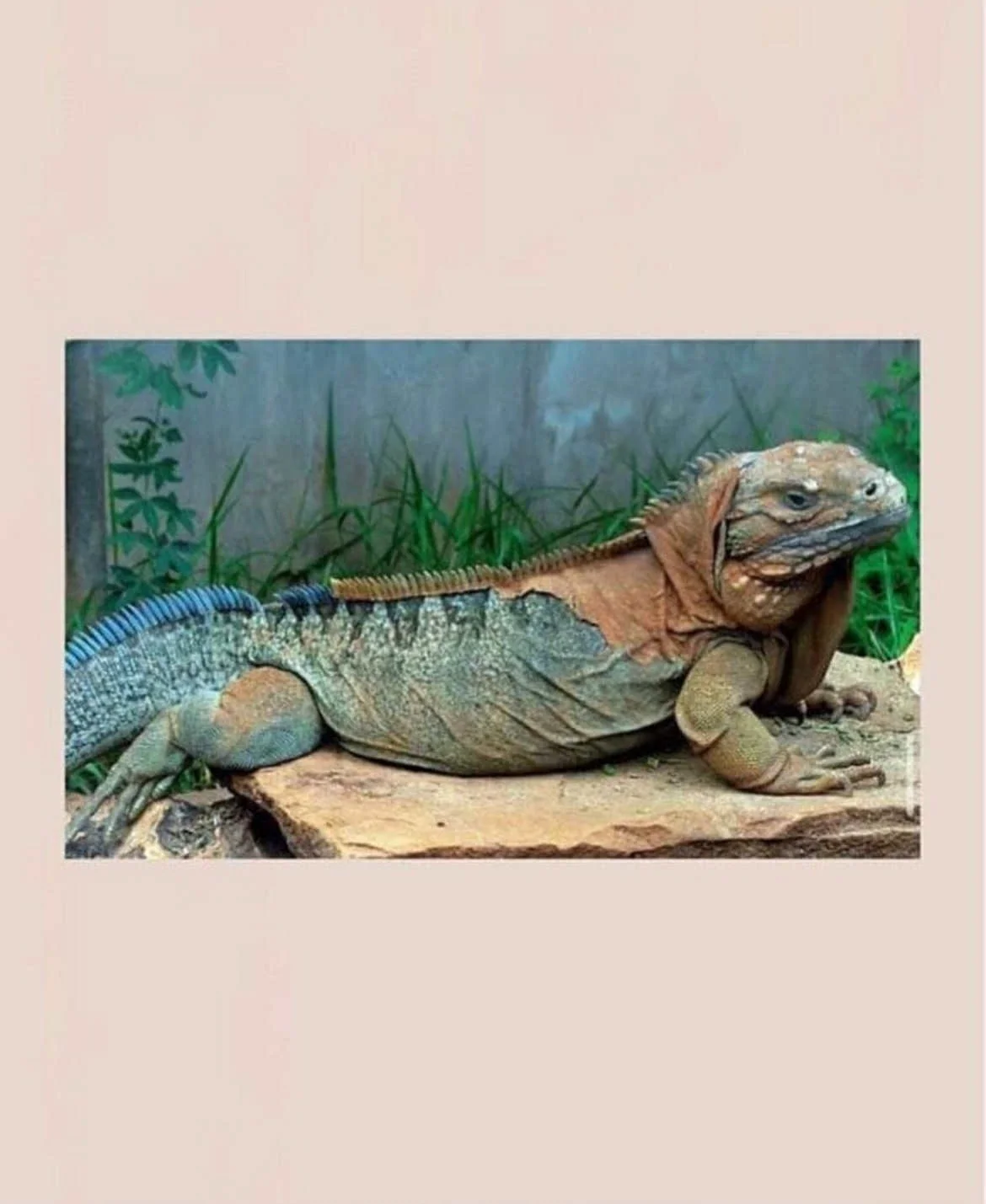 Credit: Kasike Kalaan | Start of the Dry/Iguana/Marohu Season | Originally posted: 12/25/19