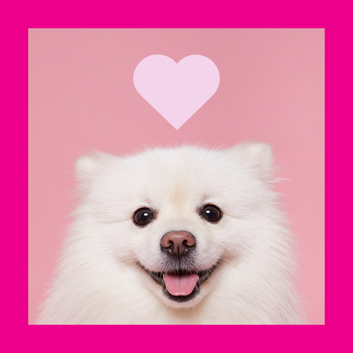 Puppy Thanks.png