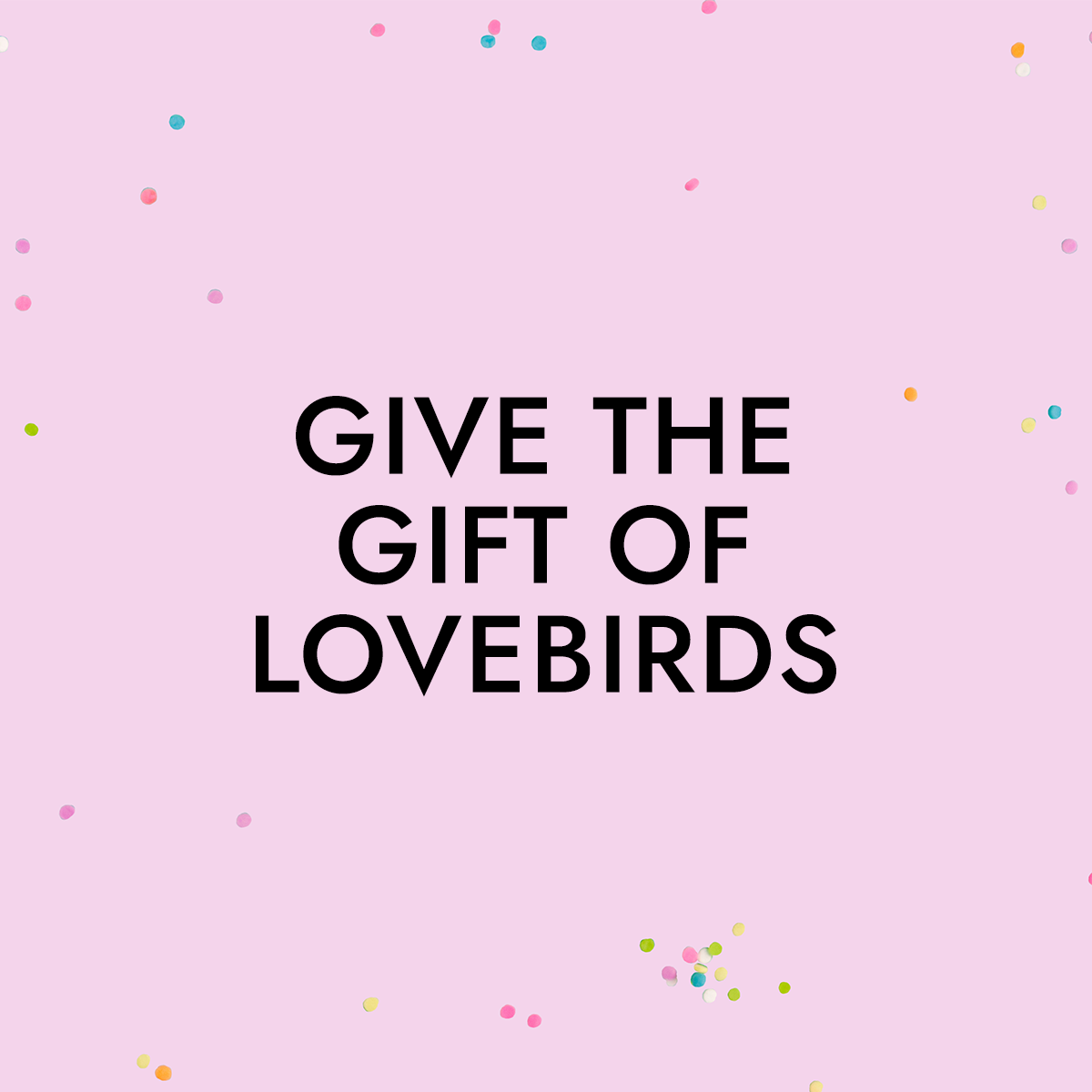 Gift of Lovebirds.png