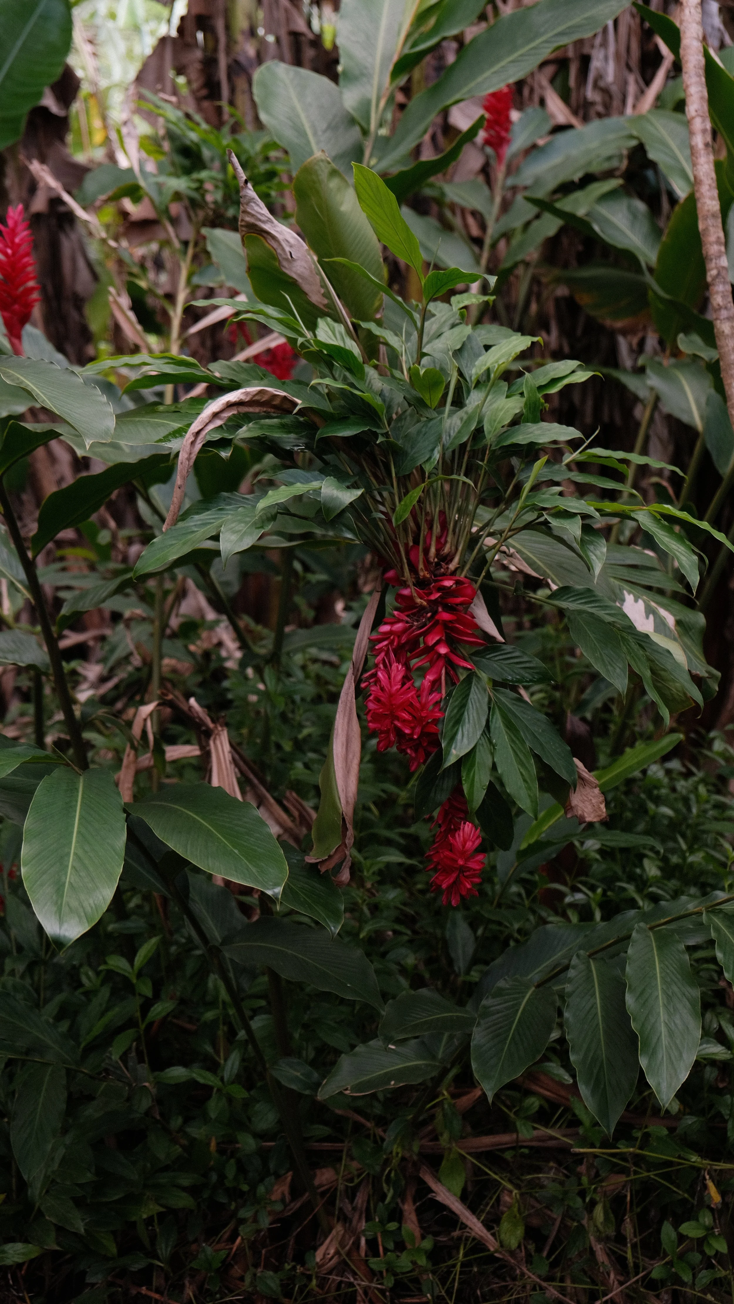 DSCF7433.JPG