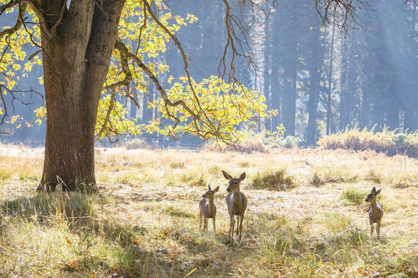 Mule deer in Yosemite Valley, wildlife you are likely to see while staying at Jackass Hostel. Photo by Kim Lawson 