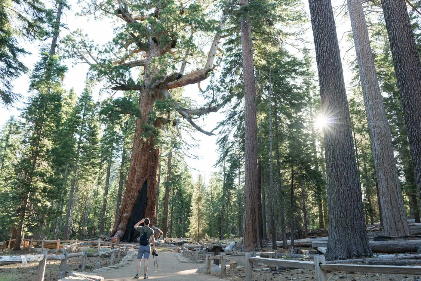 Mariposa Grove of Giant Sequoias, located a convenient drive from Jackass Hostel near the southern entrance of Yosemite National Park. Photo by Kim Lawson  