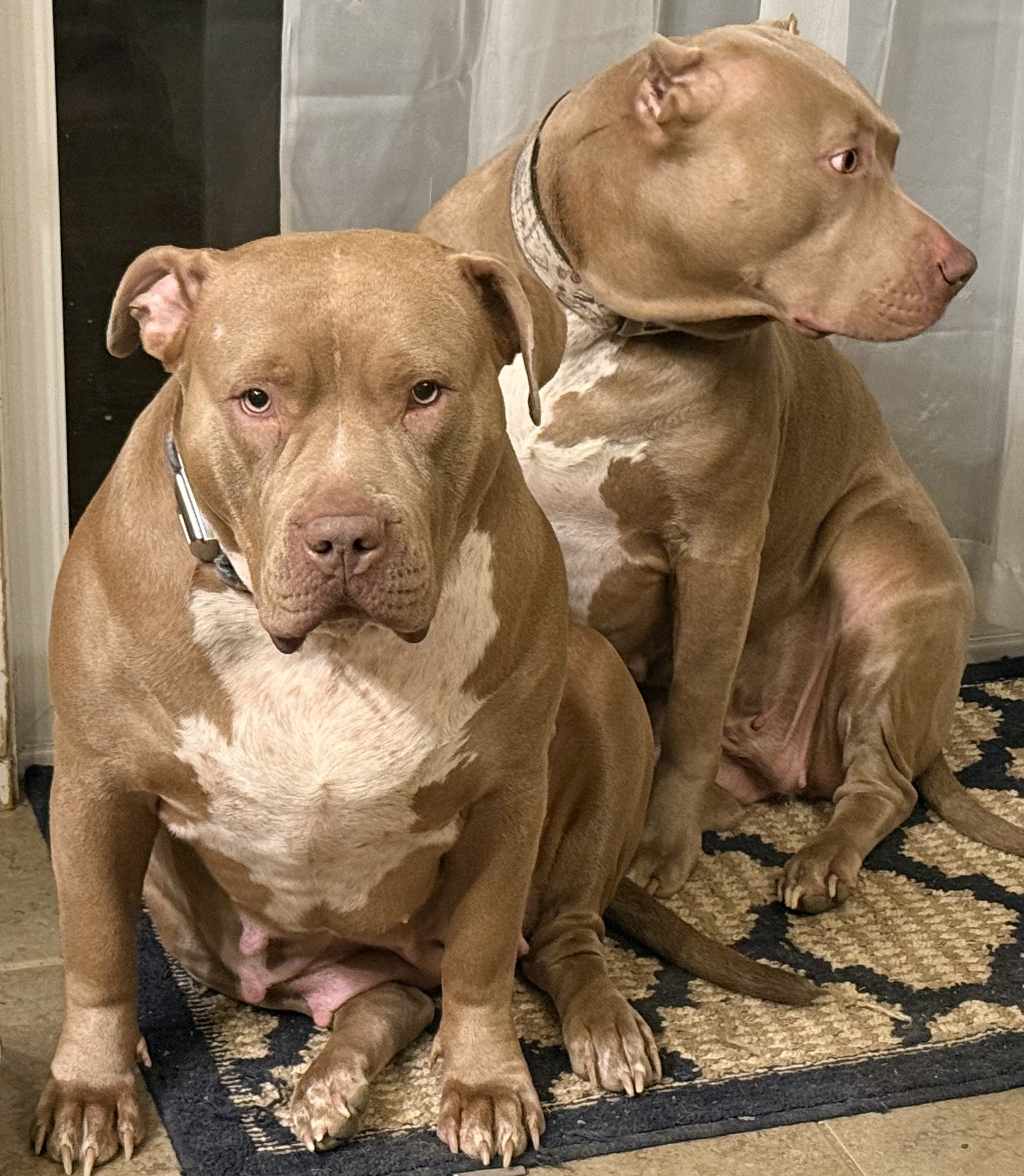 Two large brown dogs with white markings, one sitting in front and the other lying beside it, indoors on a black and beige patterned rug.