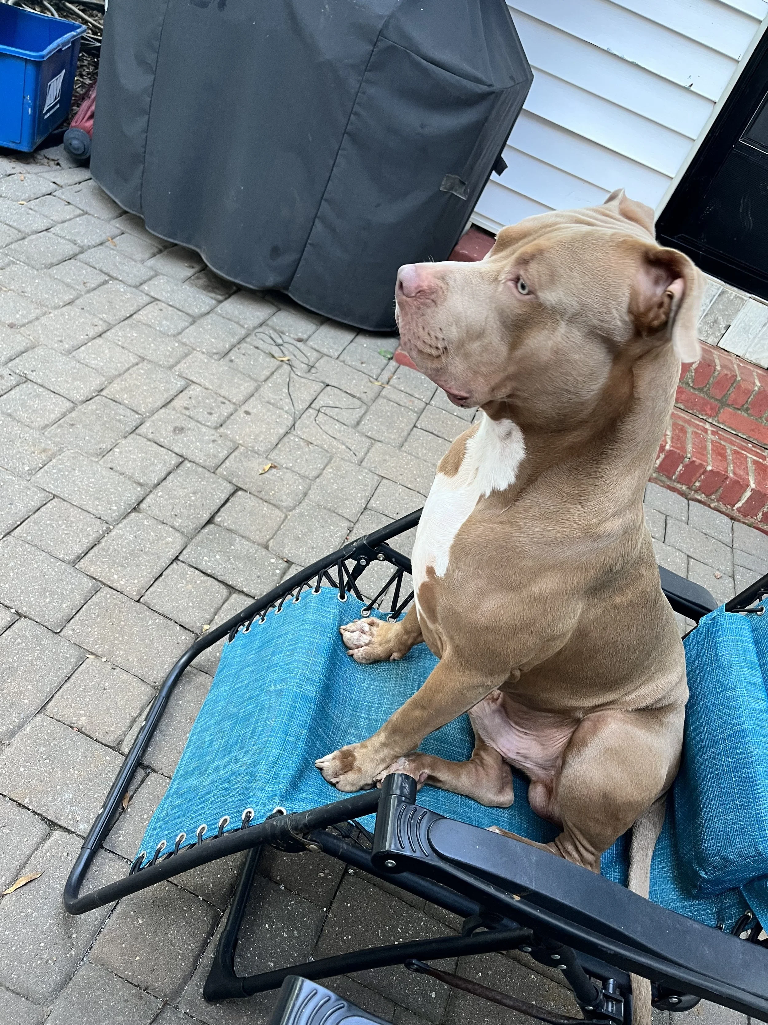 A brown dog with white markings sitting in a dog bed on a brick patio, facing to the left, near a house with white siding and a black door, with outdoor storage containers nearby.