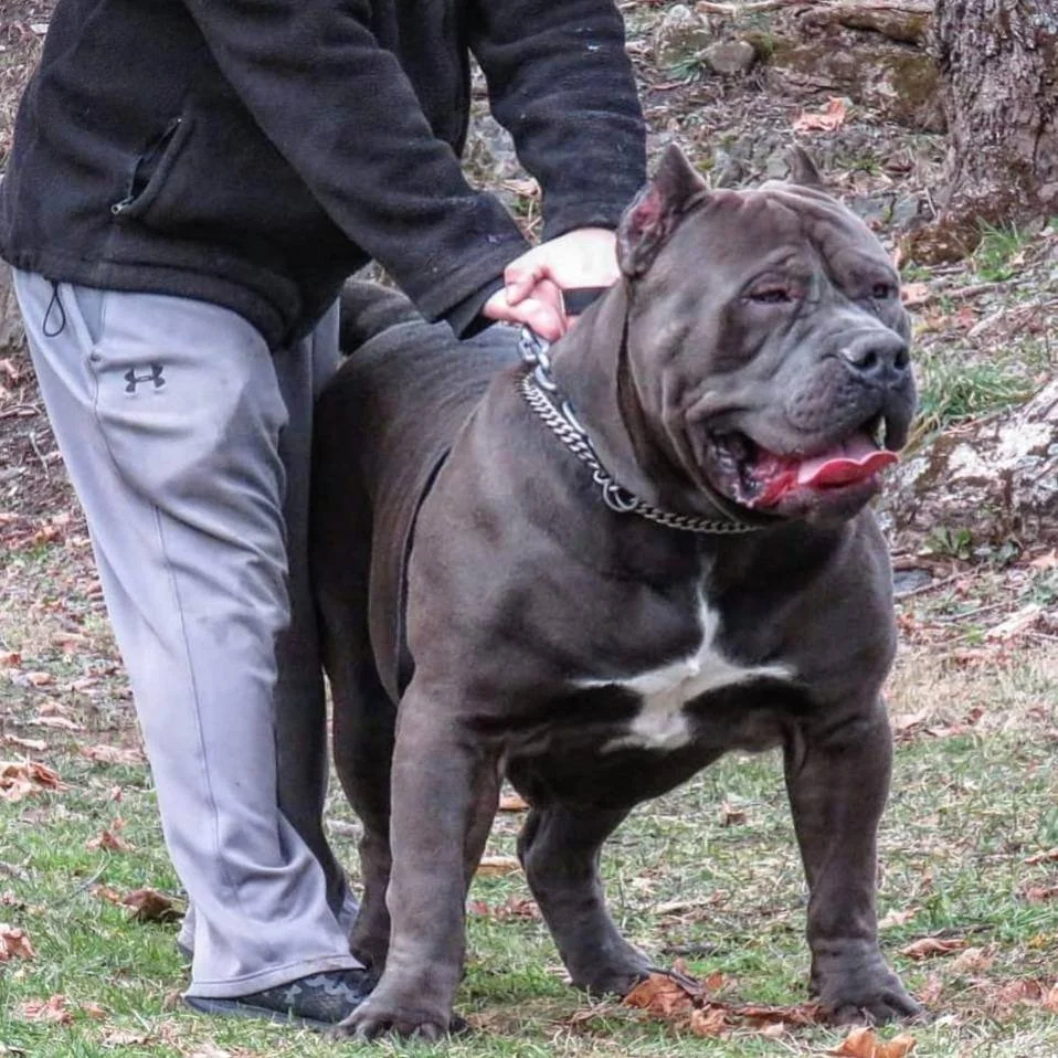 A person in a black jacket and gray pants standing outdoors with a large, muscular gray dog with a white patch on its chest. The dog has a broad head, a big mouth, and its tongue hanging out, resembling a pit bull. The person is holding the dog's chain leash.
