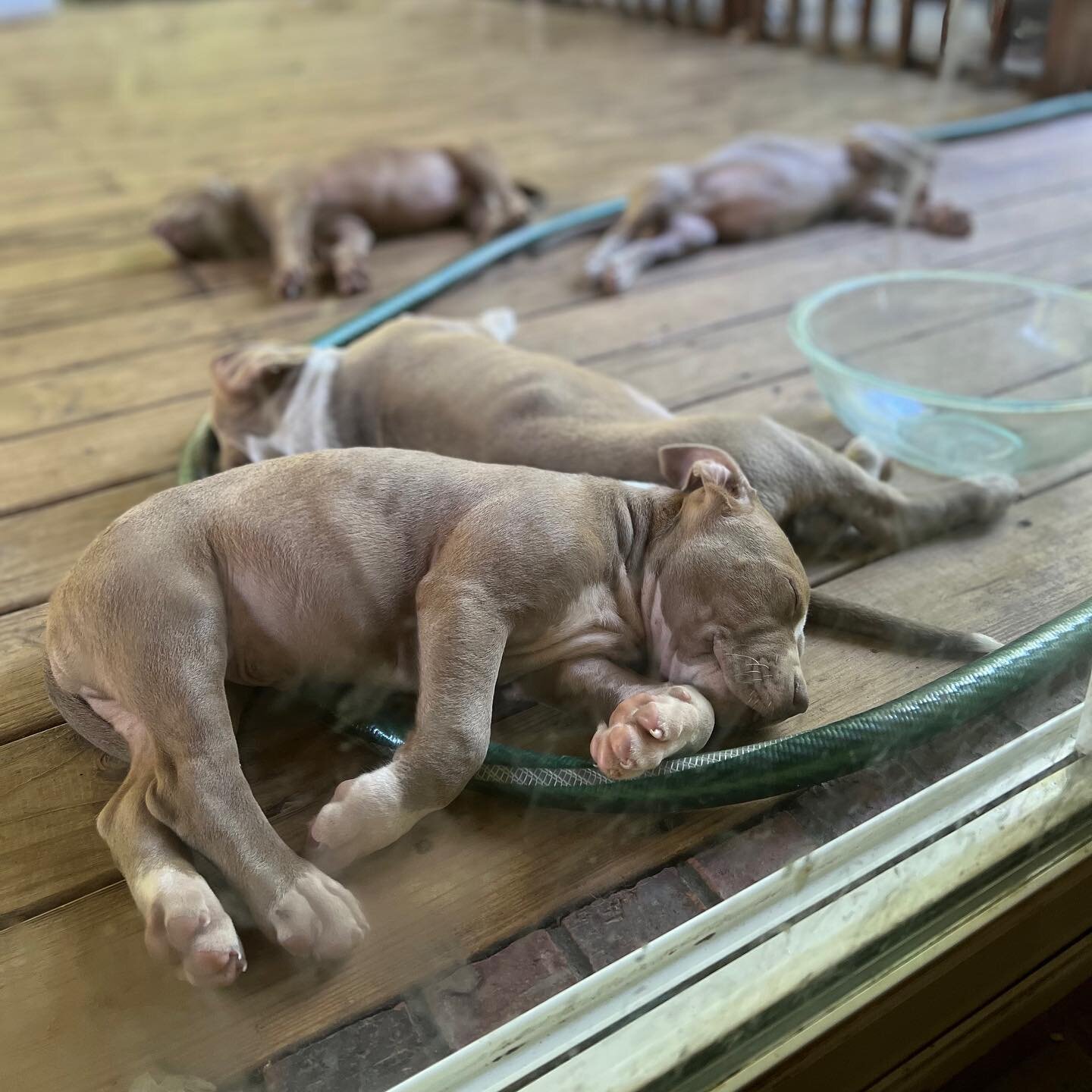 These teddy bears take nap time very seriously 😴🥰

Our 2 month old XL American Bullies are ready to meet you and are full of love! These angels come from a line of  known best breeds and love to play, are full of joy, and are extremely intelligent!