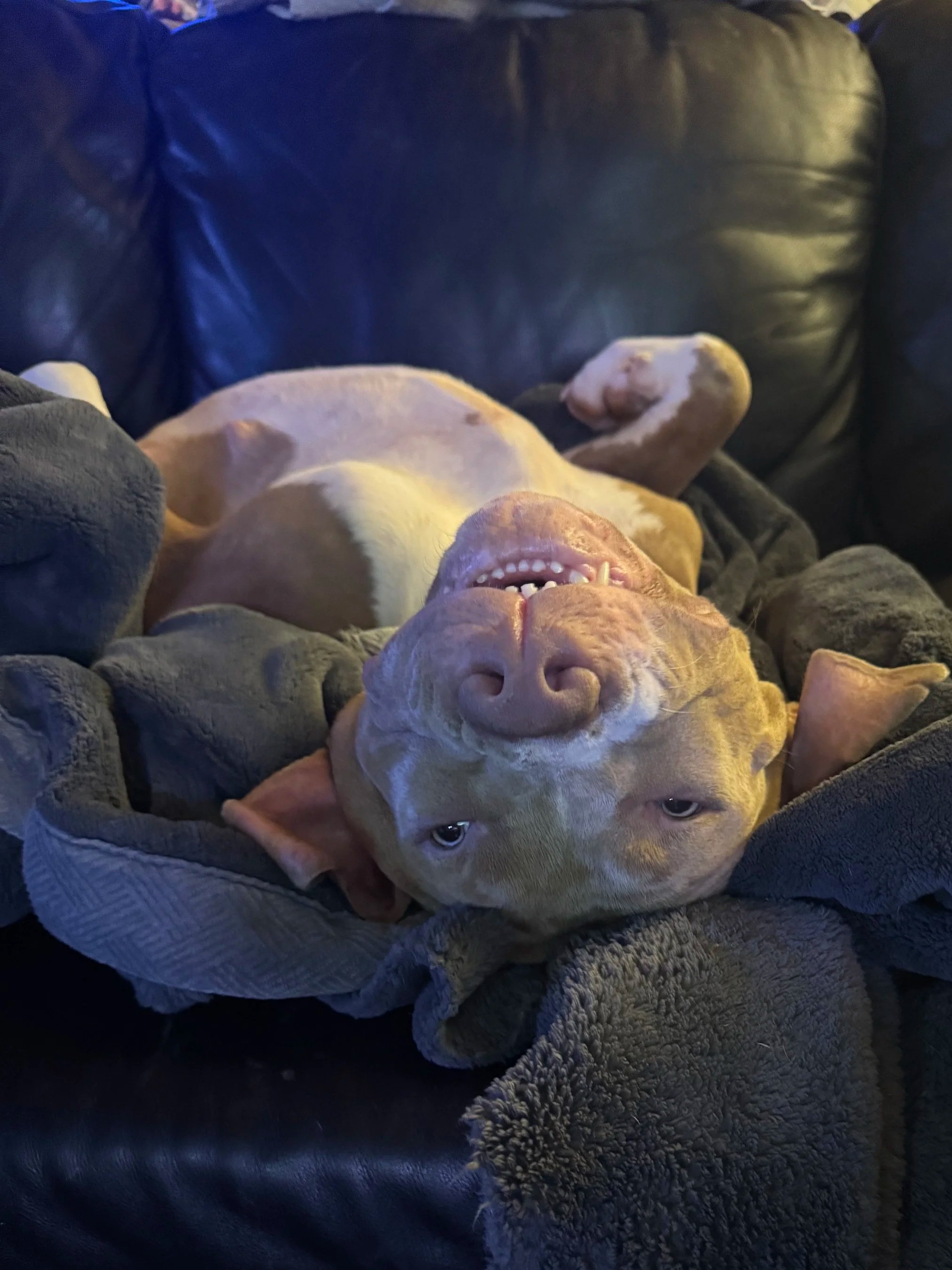 A light brown dog is lying on a couch, upside down with its head hanging over the edge, mouth slightly open, showing teeth, and eyes looking at the camera.