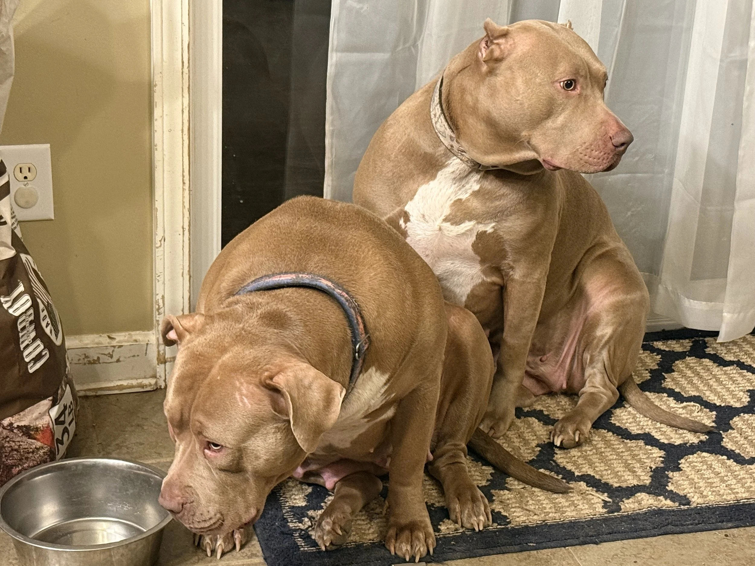A tan dog with a white patch on its chest sitting on a patterned rug, looking to the right, next to another tan dog with a collar, near a metal bowl on the floor.