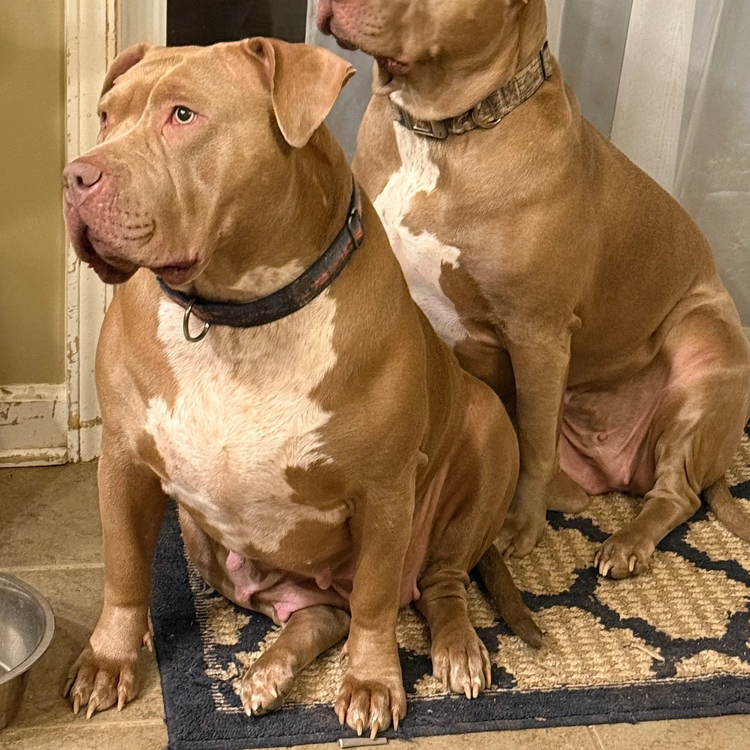 Two large brown dogs with white markings, sitting on a rug inside a house. One dog is sitting in front, wearing a black collar, and the other behind, with a patterned collar. They are indoors with a door visible in the background.