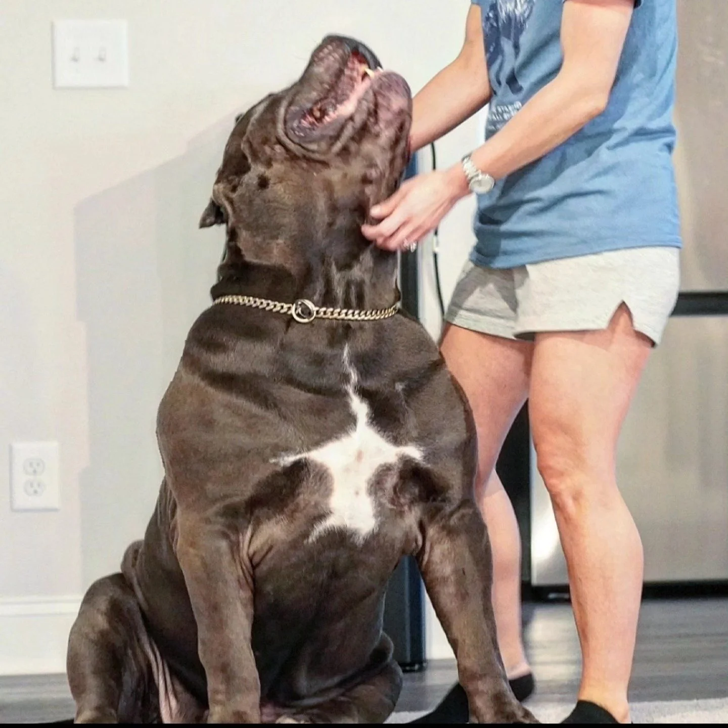 A large brindle and white dog sitting indoors with its head tilted back, opening its mouth wide. A person standing next to the dog, wearing a blue shirt and gray shorts, holds the dog gently.