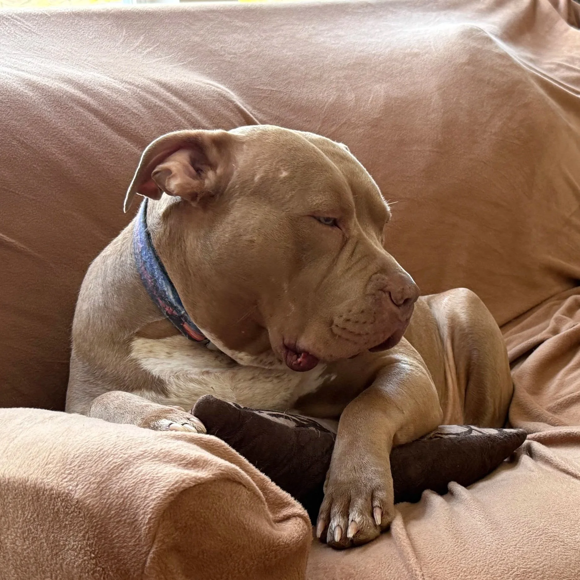 A brown dog with a colorful collar, resting on a brown couch, appears to be sleepy or relaxed with eyes partially closed.
