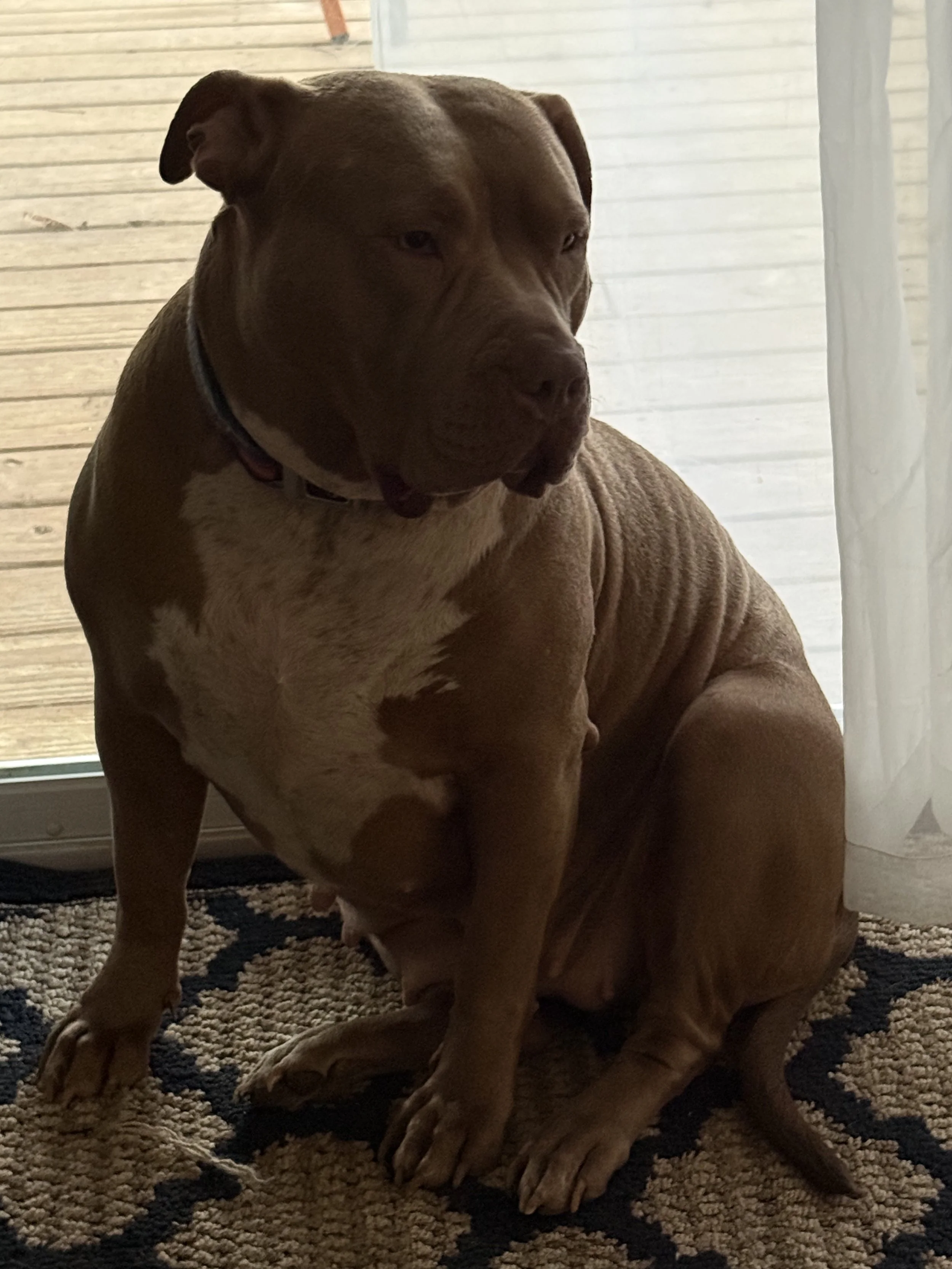 A brown and white dog sitting on a patterned rug near a window with curtains.