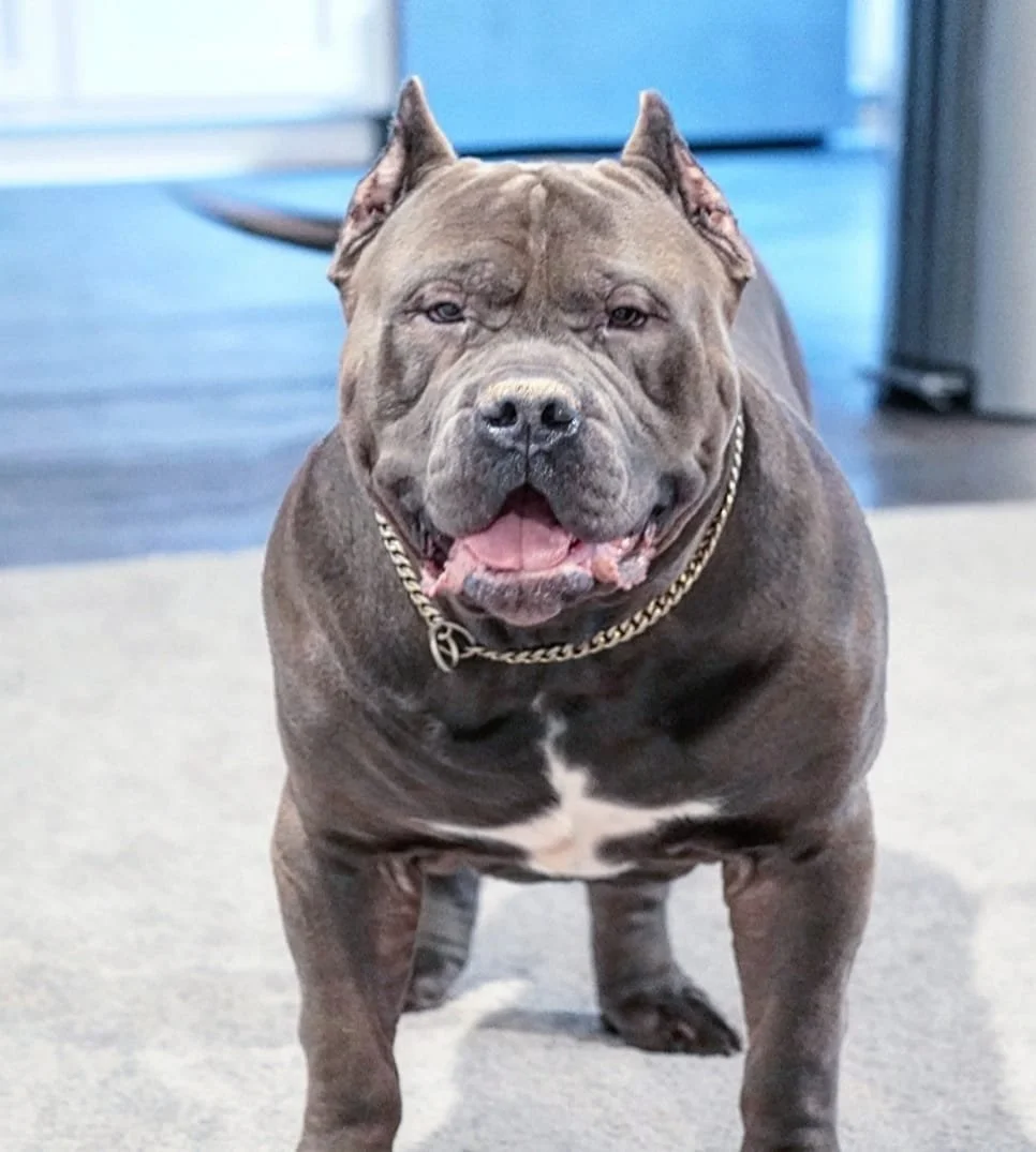 A smiling, muscular gray and white pit bull dog wearing a gold chain collar, standing indoors on a light-colored carpet.