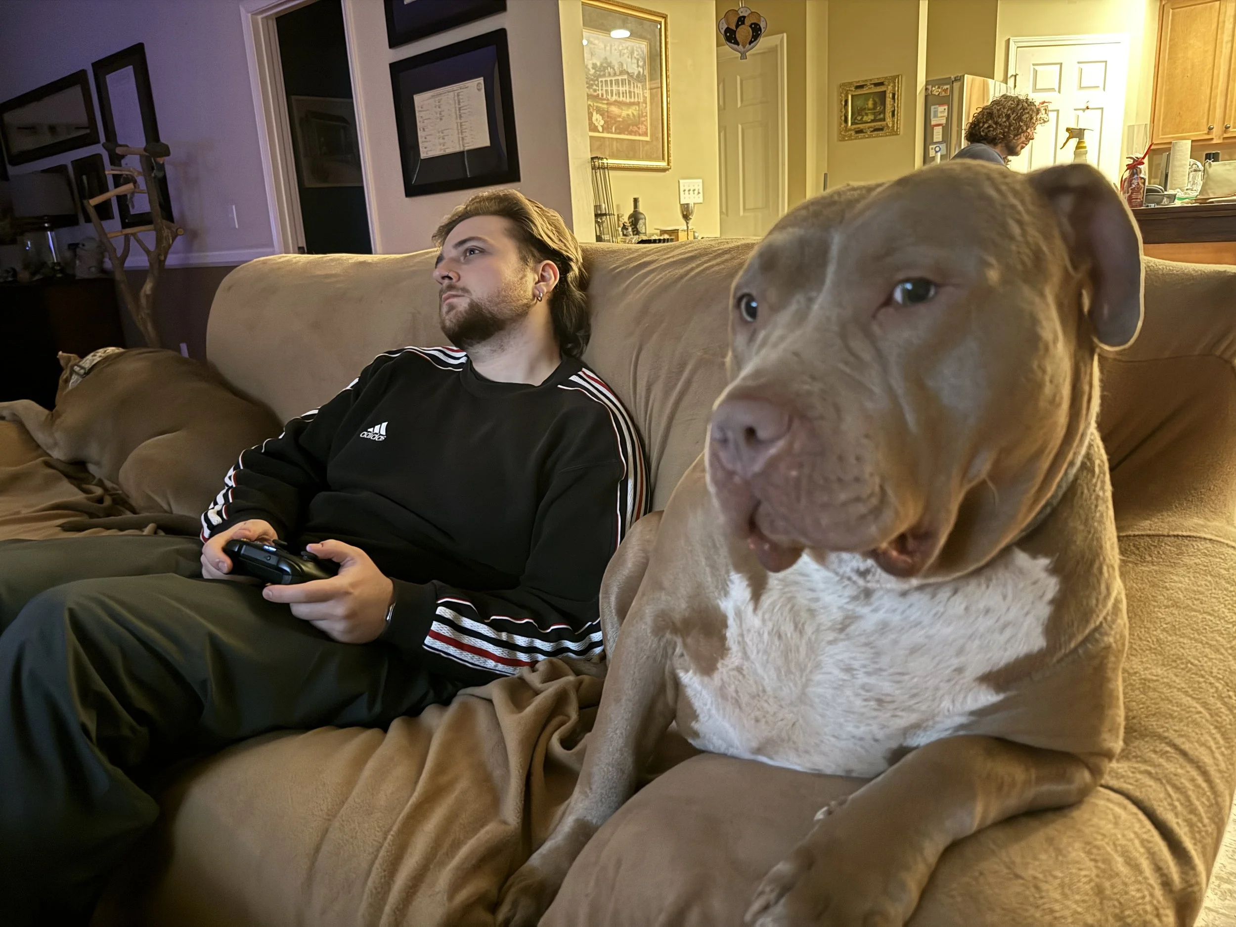 A man with curly hair and glasses in the background, and a large brown dog with a white chest in the foreground, sitting on a beige couch in a living room. The man is in the kitchen, looking down and working on something. The dog is looking at the camera with a relaxed expression.