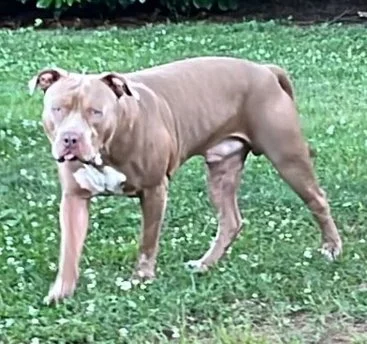 A tan and white dog standing on green grass in a backyard.