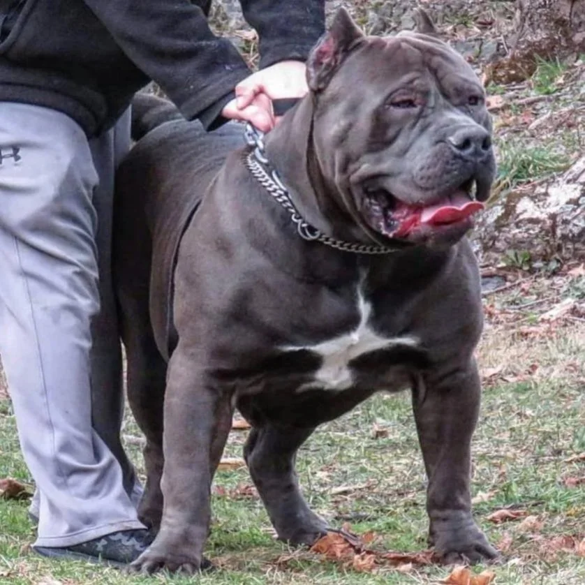 A black and white Pitbull dog standing on grass outside, with his handler in the background.