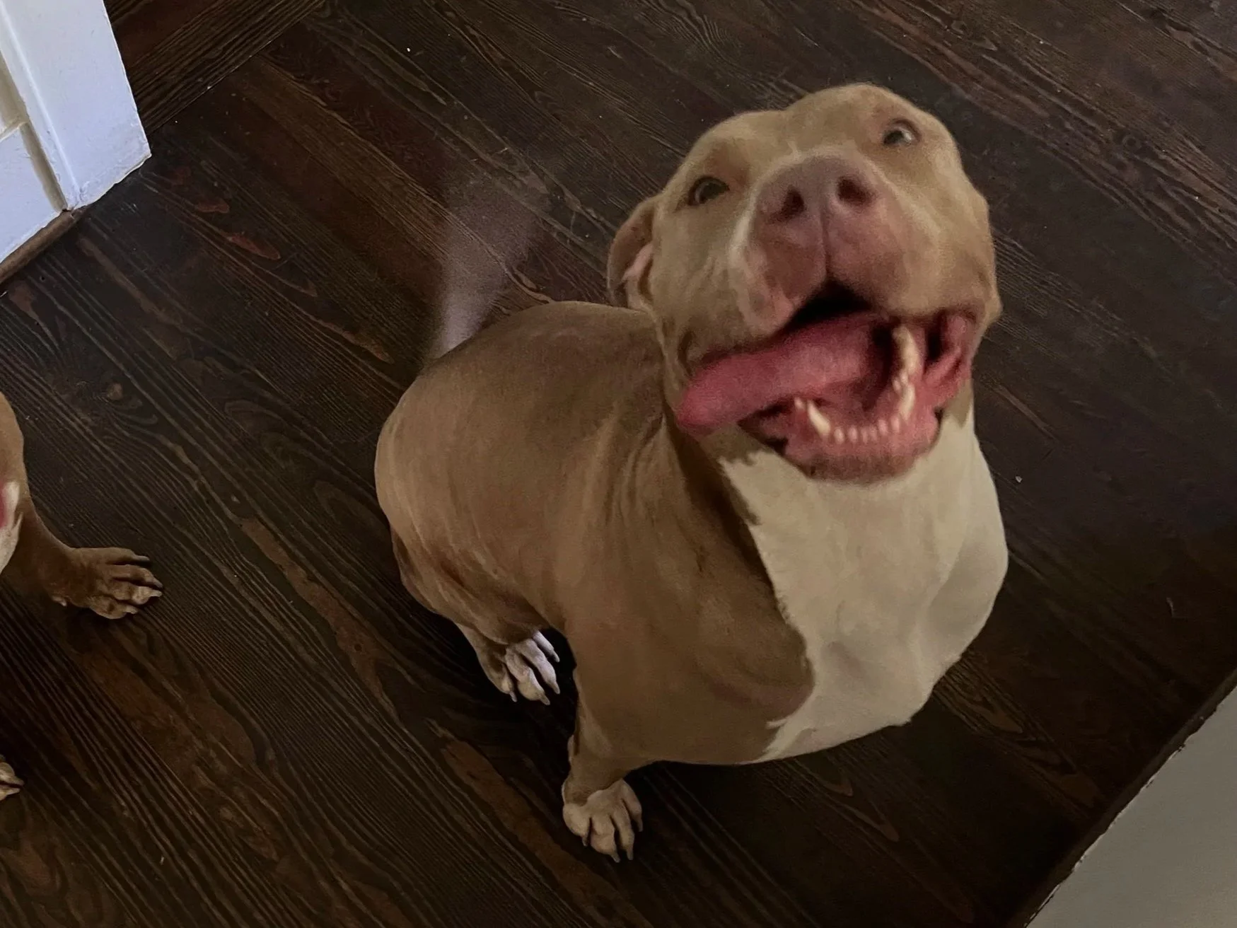 A happy brown dog sitting on a wooden floor, with its mouth open and tongue out. Another dog's paw is partially visible on the left side.