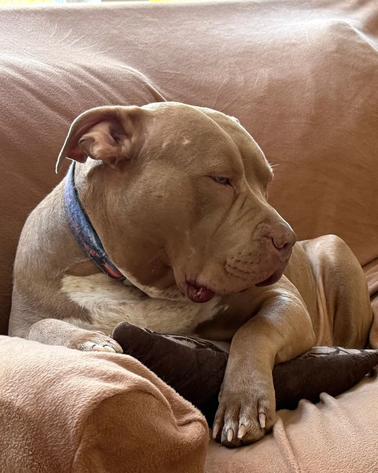 A tan dog with a blue collar sleeping on a soft blanket.
