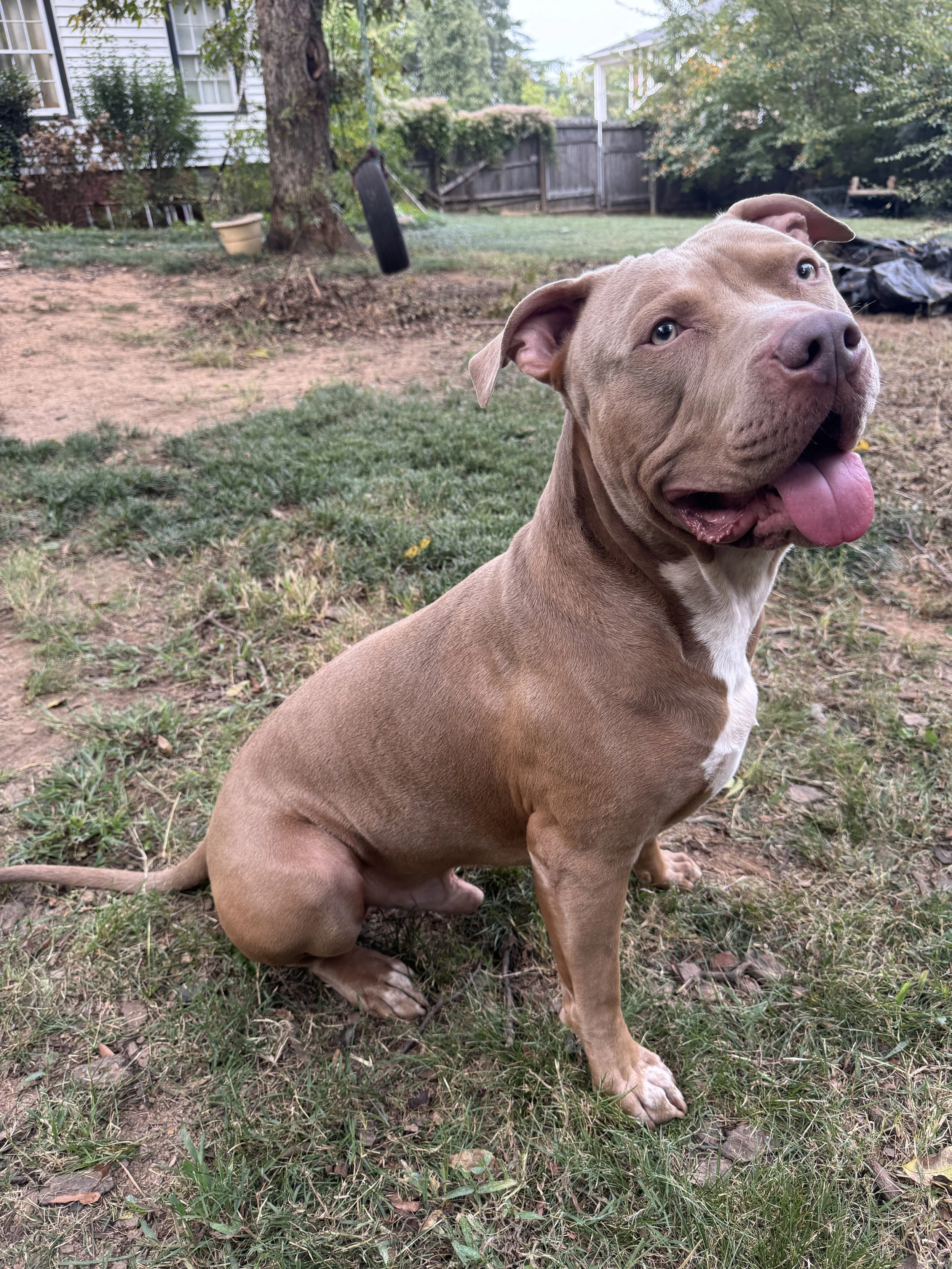 A brown and white happy dog sitting on grass in a backyard.