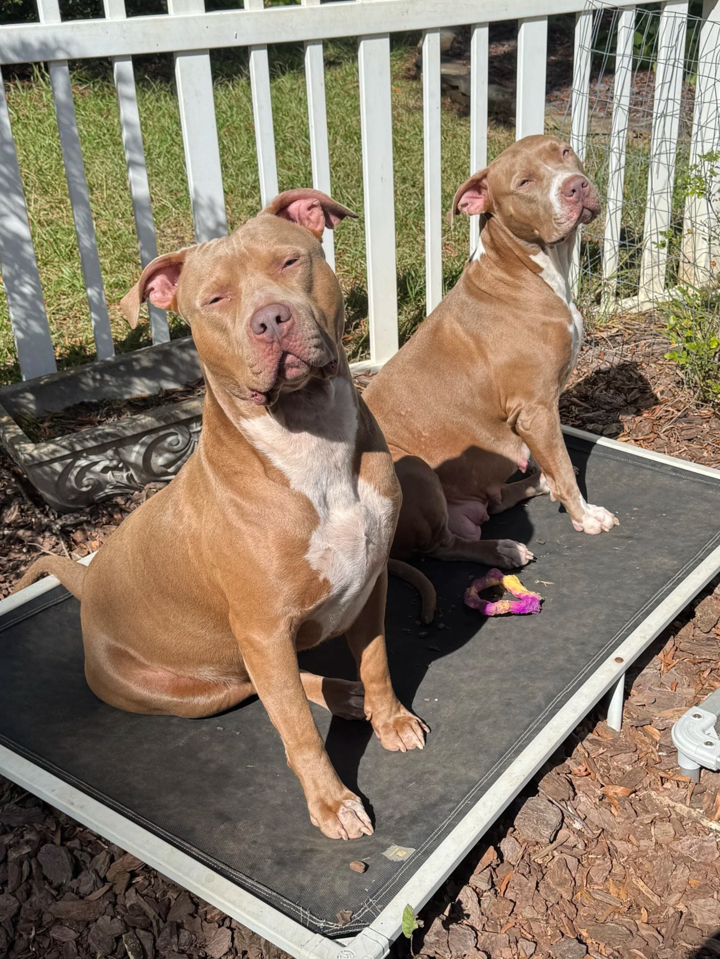 Two brown and white pit bulls sitting on a black platform outside, with a white fence and green grass in the background.