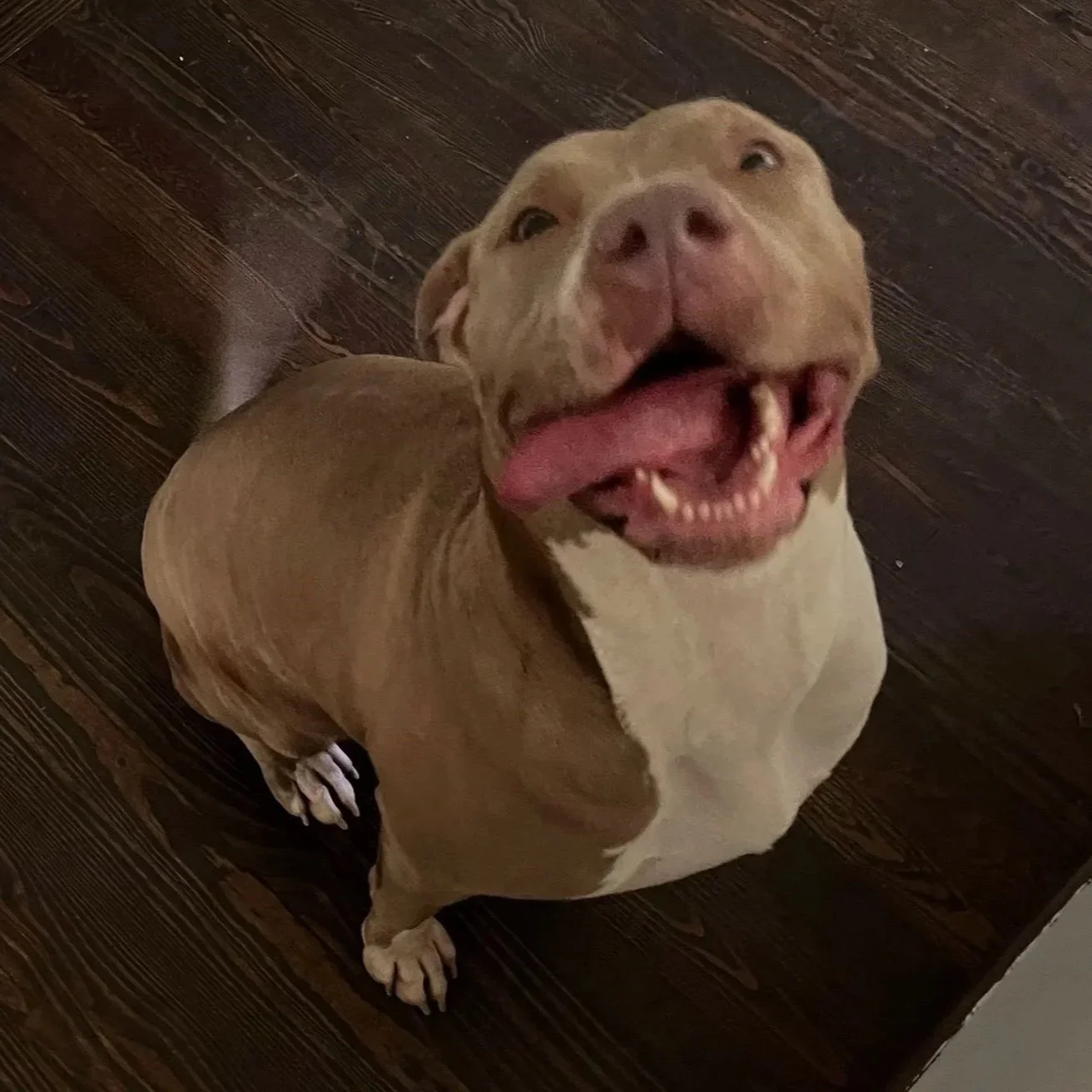 A happy dog sitting on a dark wooden floor with its mouth open, showing its tongue and teeth, looking up.