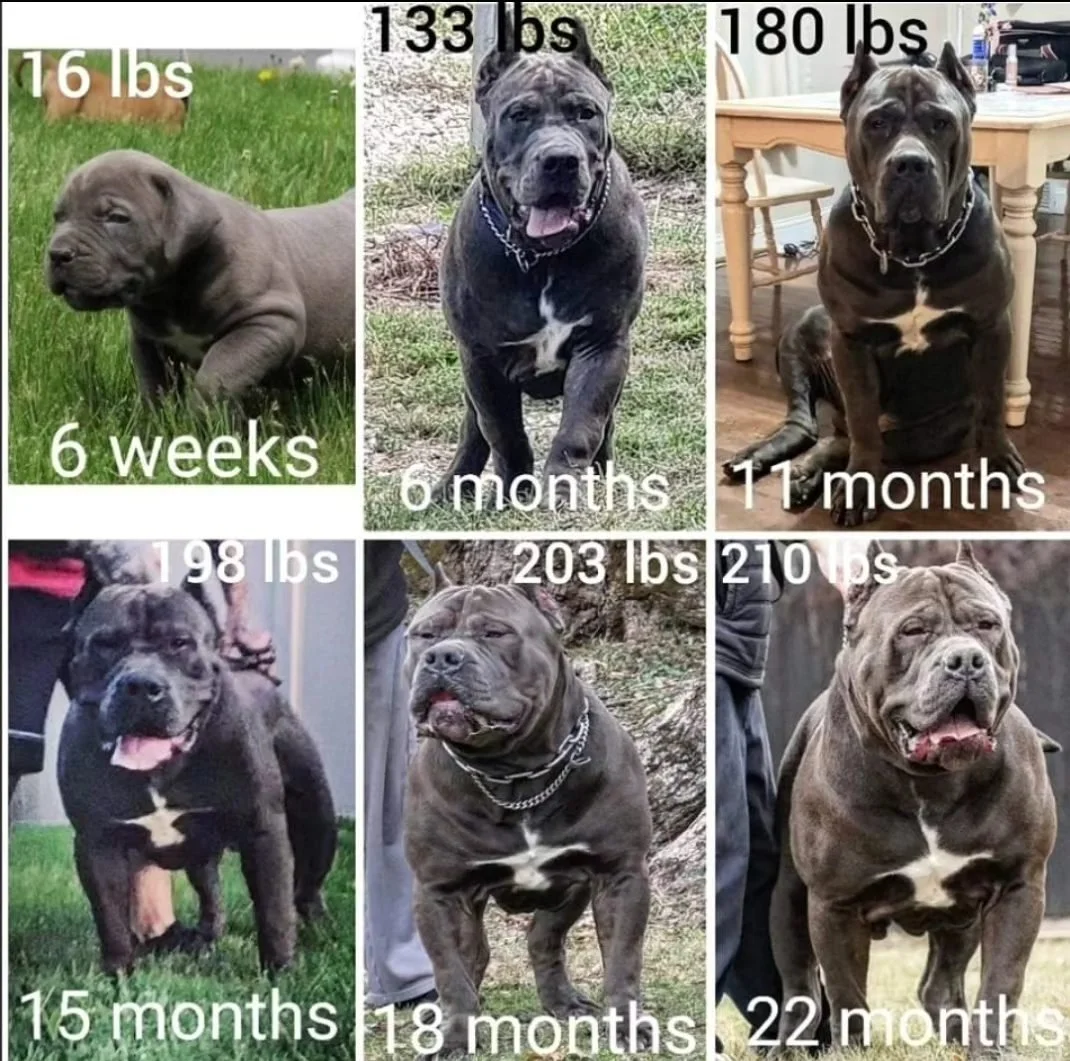 A collage showing the growth of a dog from 6 weeks old to 22 months old, labeled with weight milestones at each stage.