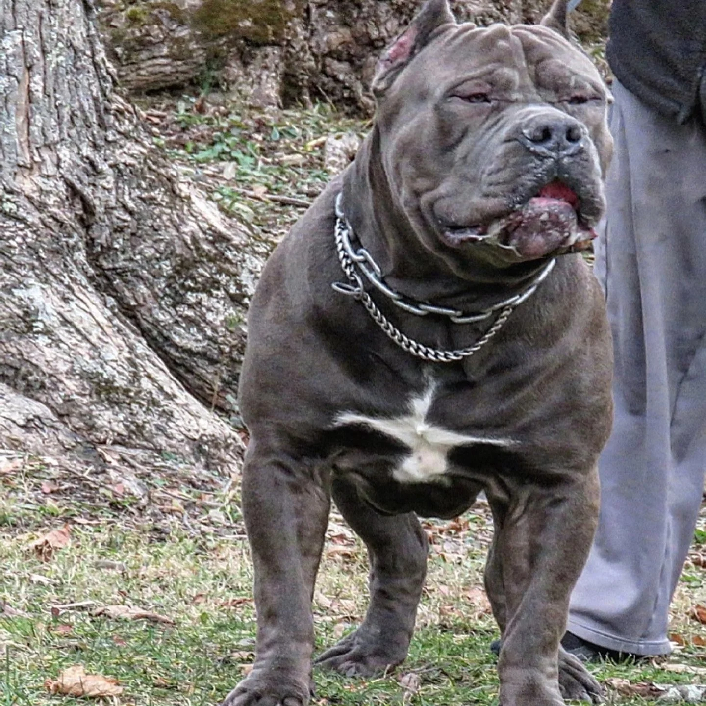 A muscular gray Pitbull dog with a white patch on its chest, wearing a thick chain collar, sitting outdoors near a tree.